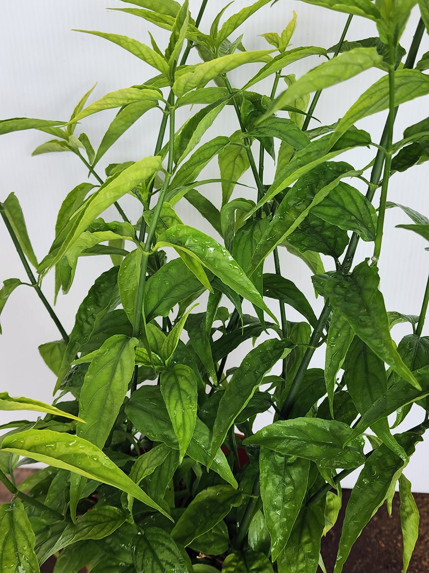 Sabah Snake Grass