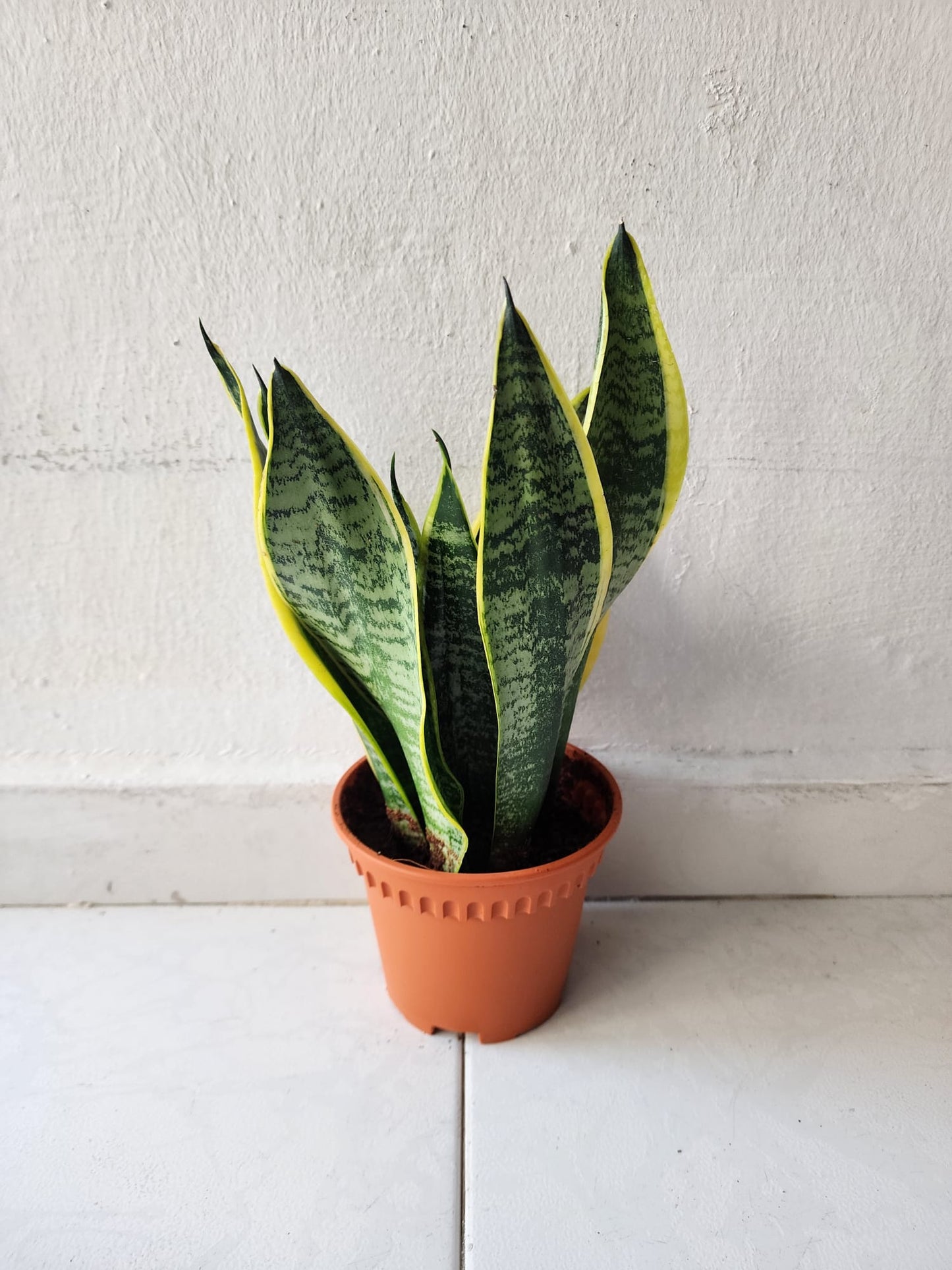 Sansevieria Trifasciata