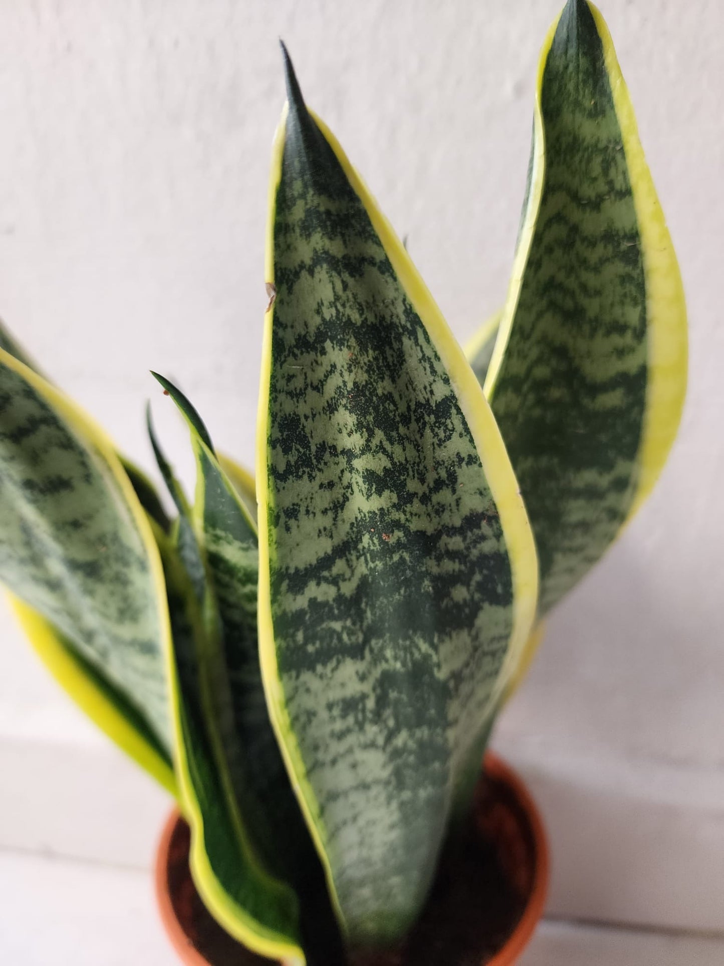 Sansevieria Trifasciata