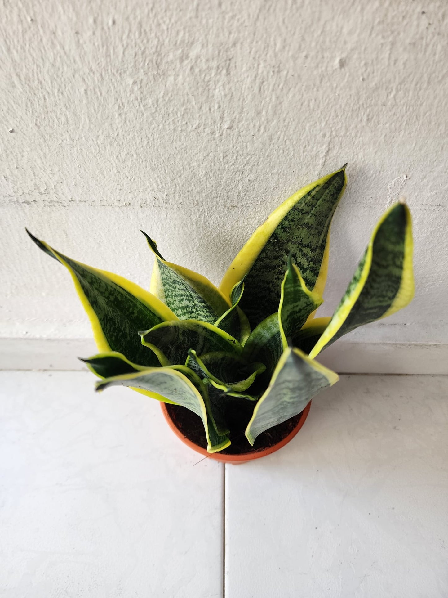 Sansevieria Trifasciata