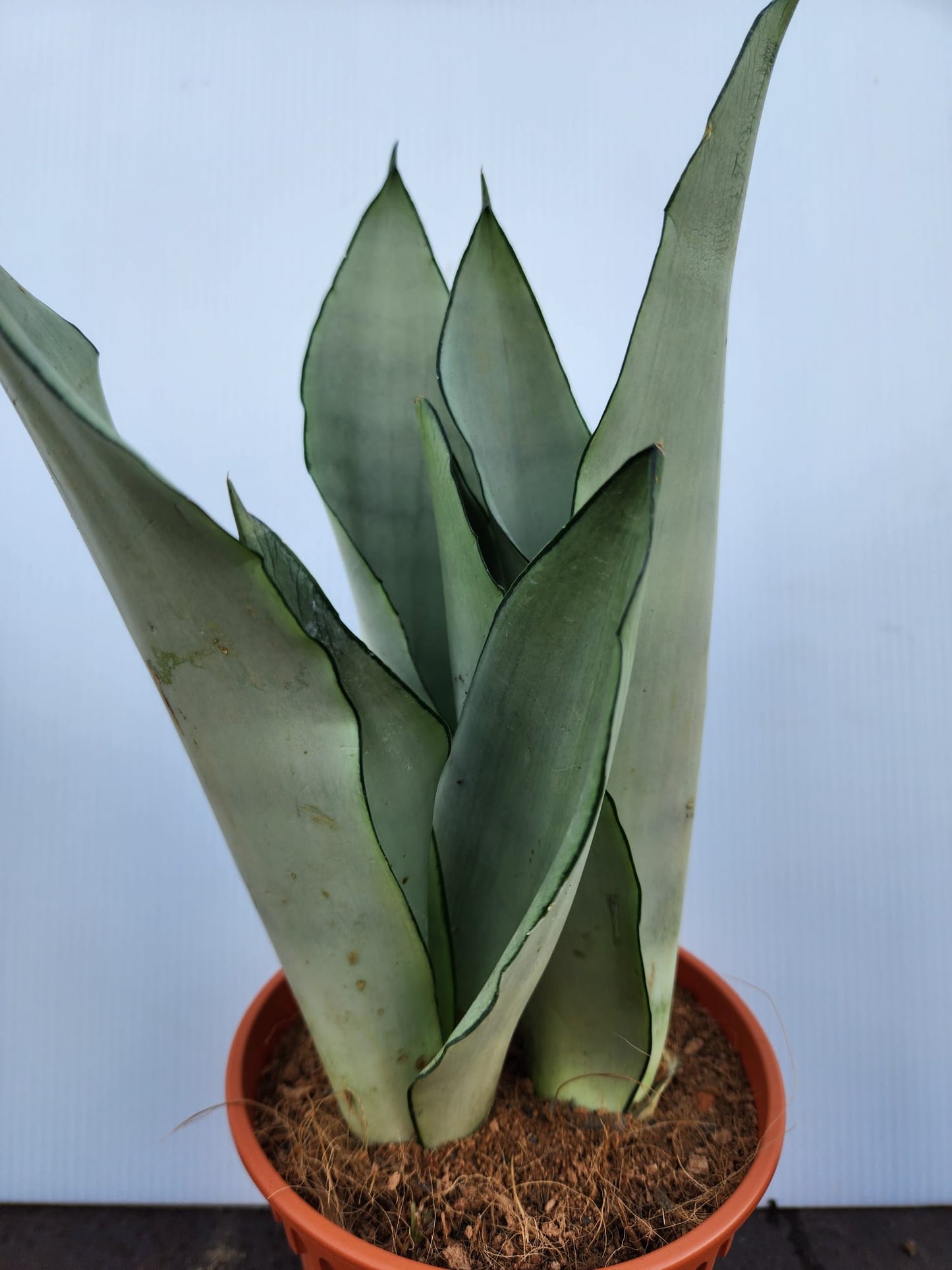 Sansevieria Moonshine