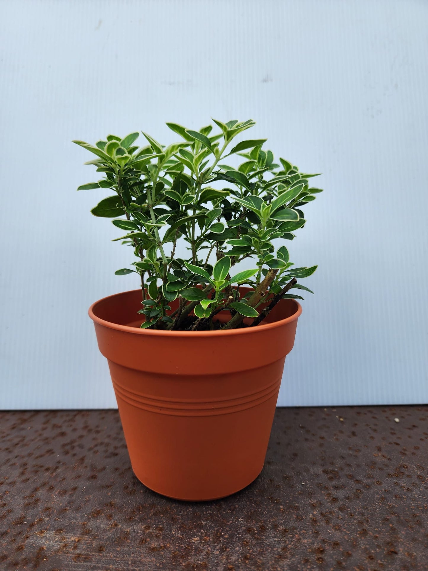 Serissa Foetida (Snow Leaves)