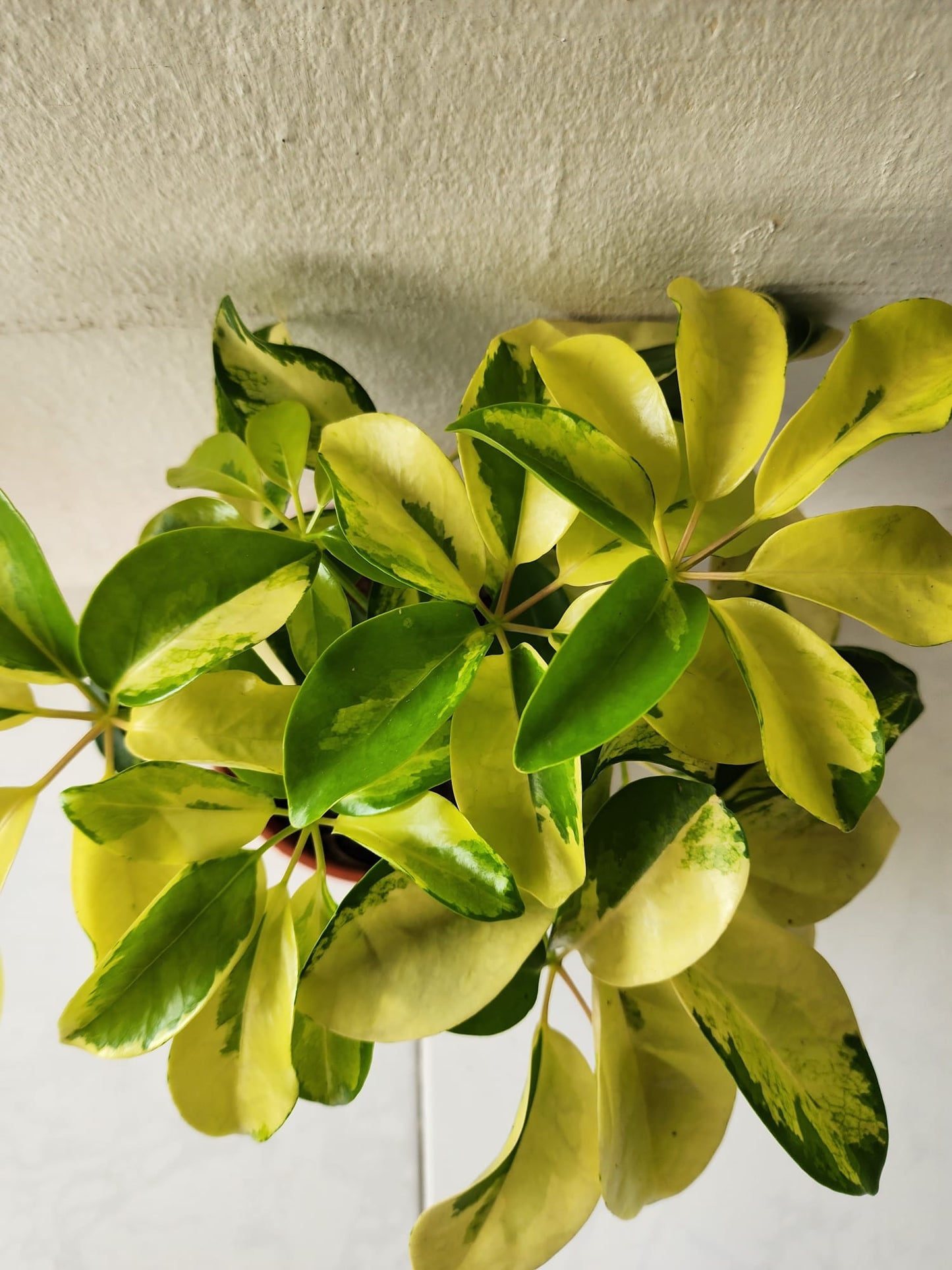 Shefflera Variegated