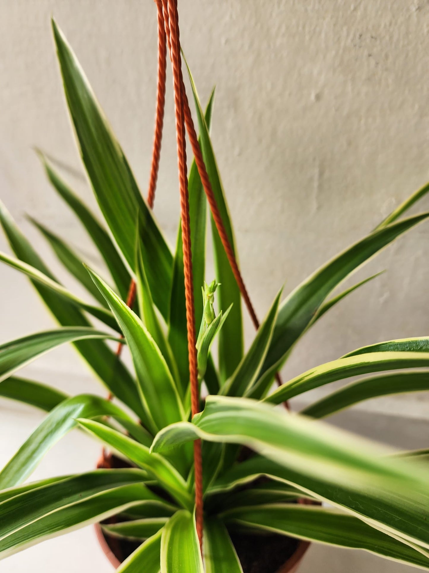 Hanging Spider Plant
