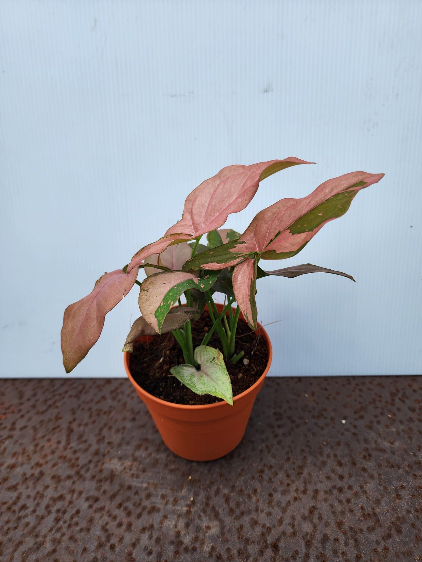 Syngonium Pink Splash