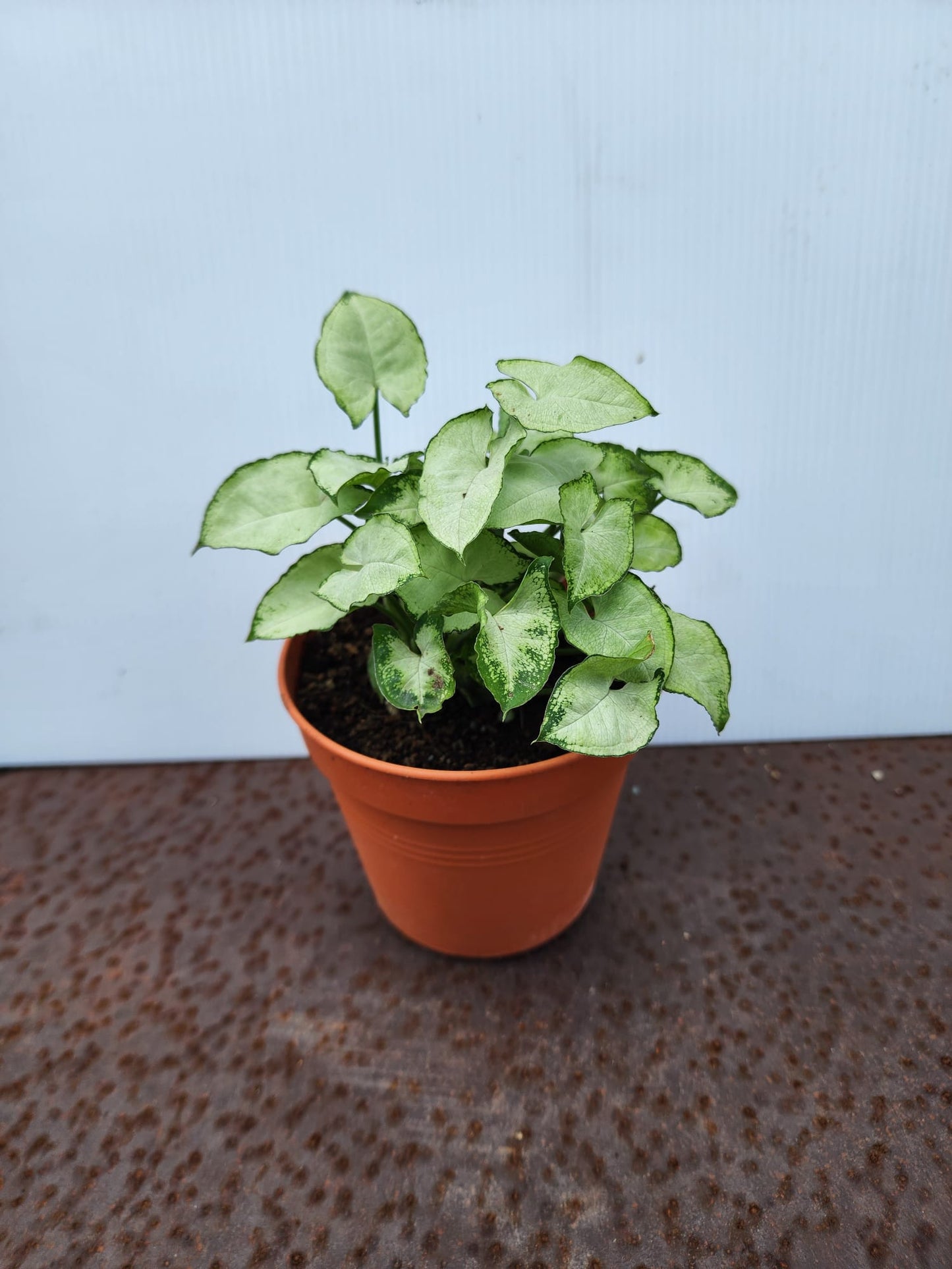 Syngonium Pixie