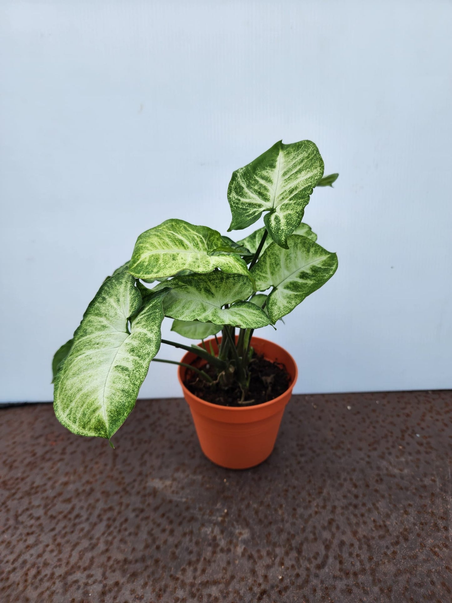 Syngonium Podophyllum (Arrowhead Plant)