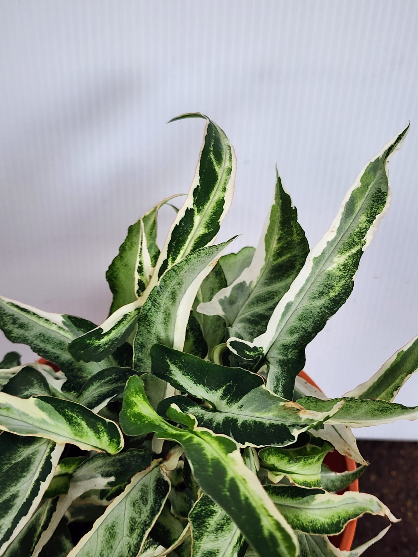 Syngonium Starlite Variegated