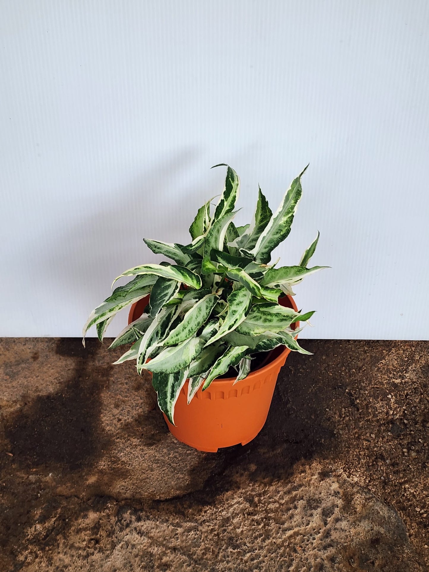 Syngonium Starlite Variegated
