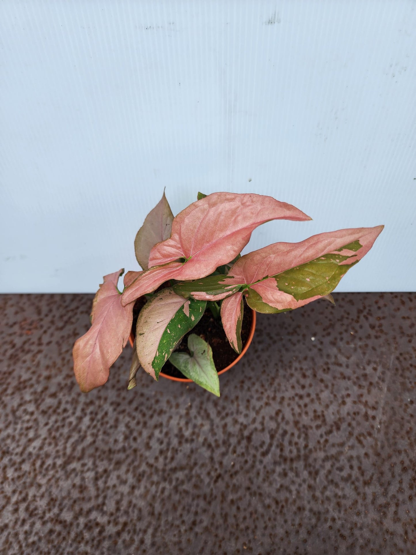 Syngonium Pink Splash