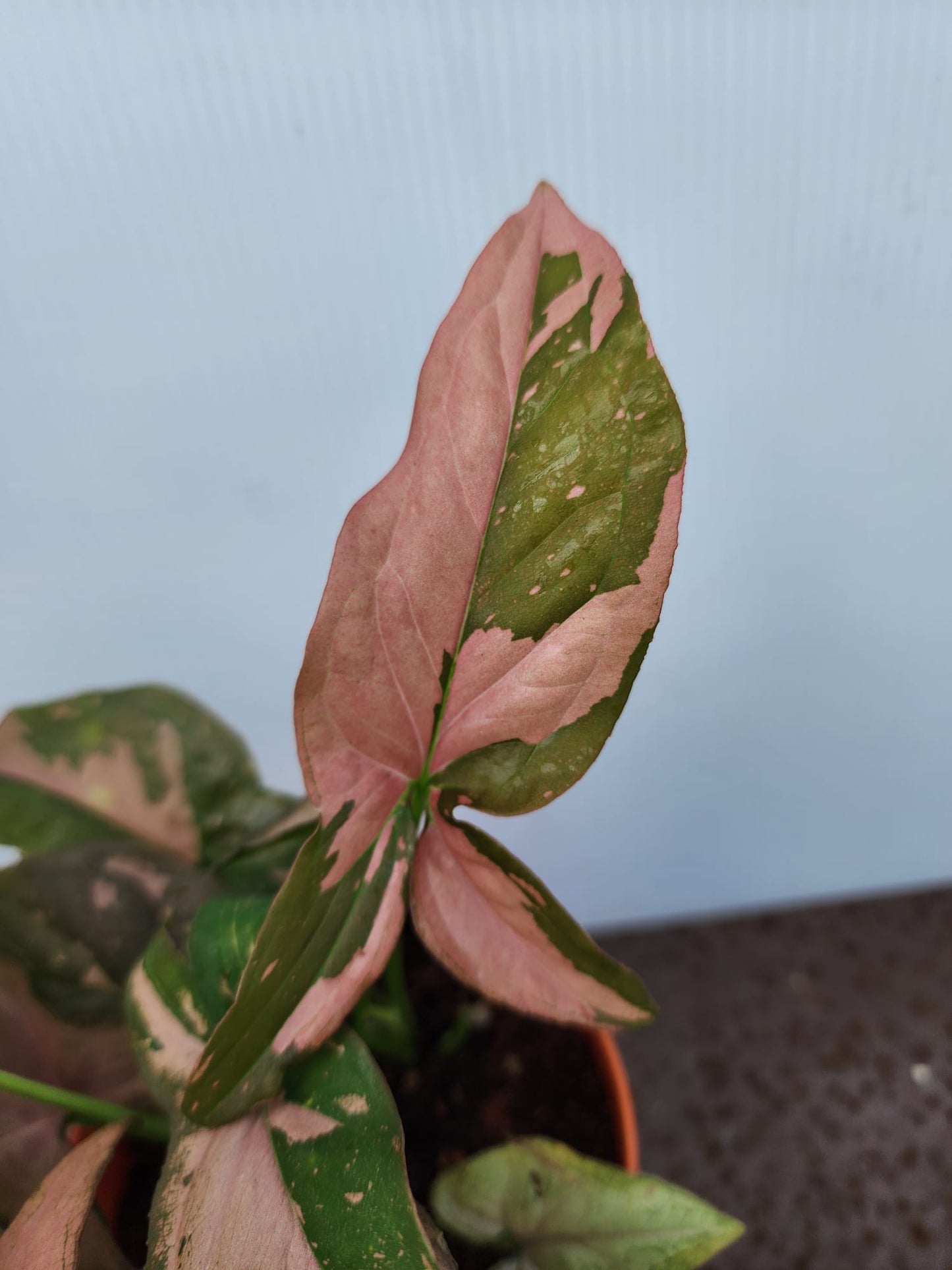 Syngonium Pink Splash