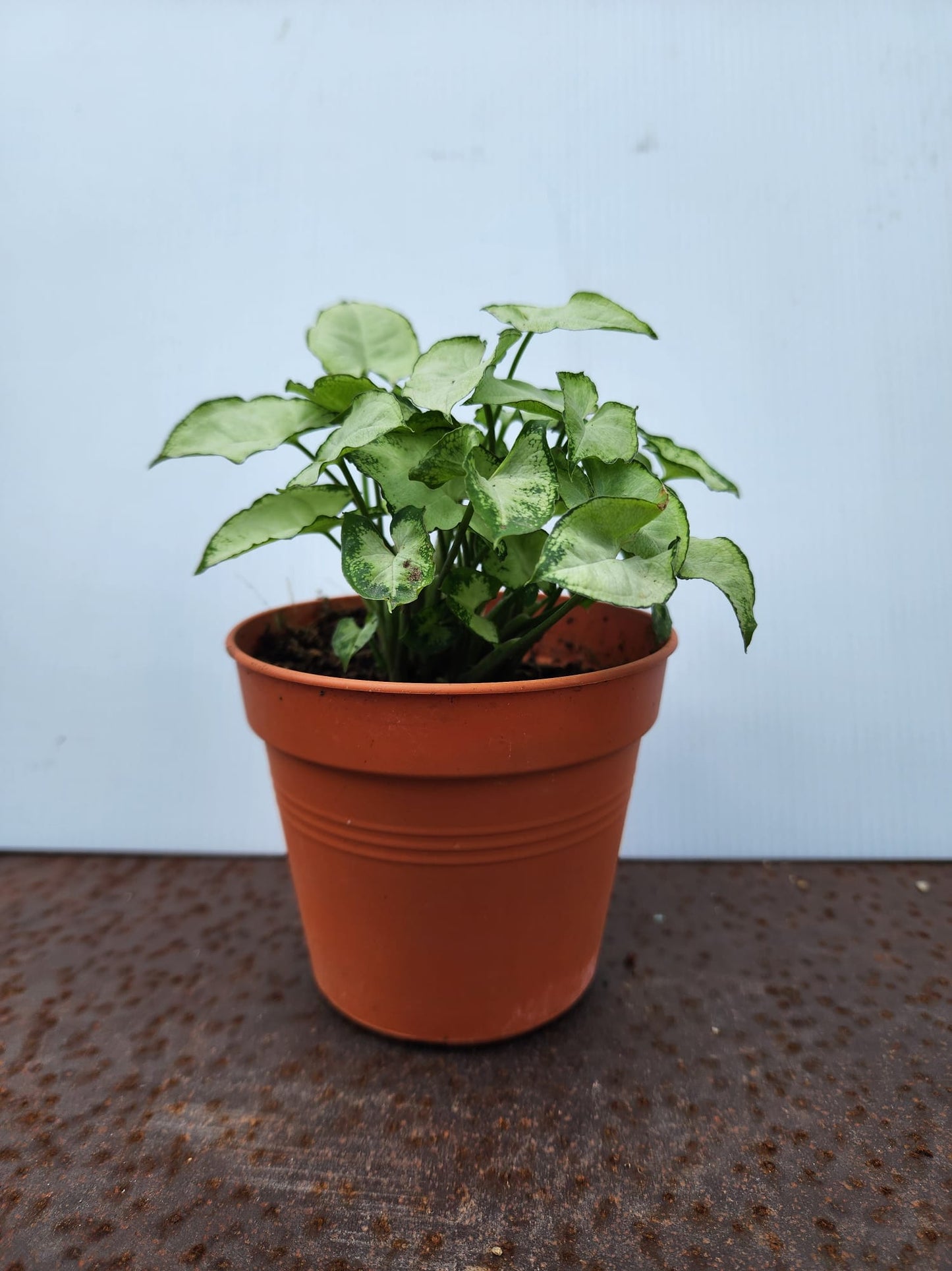 Syngonium Pixie