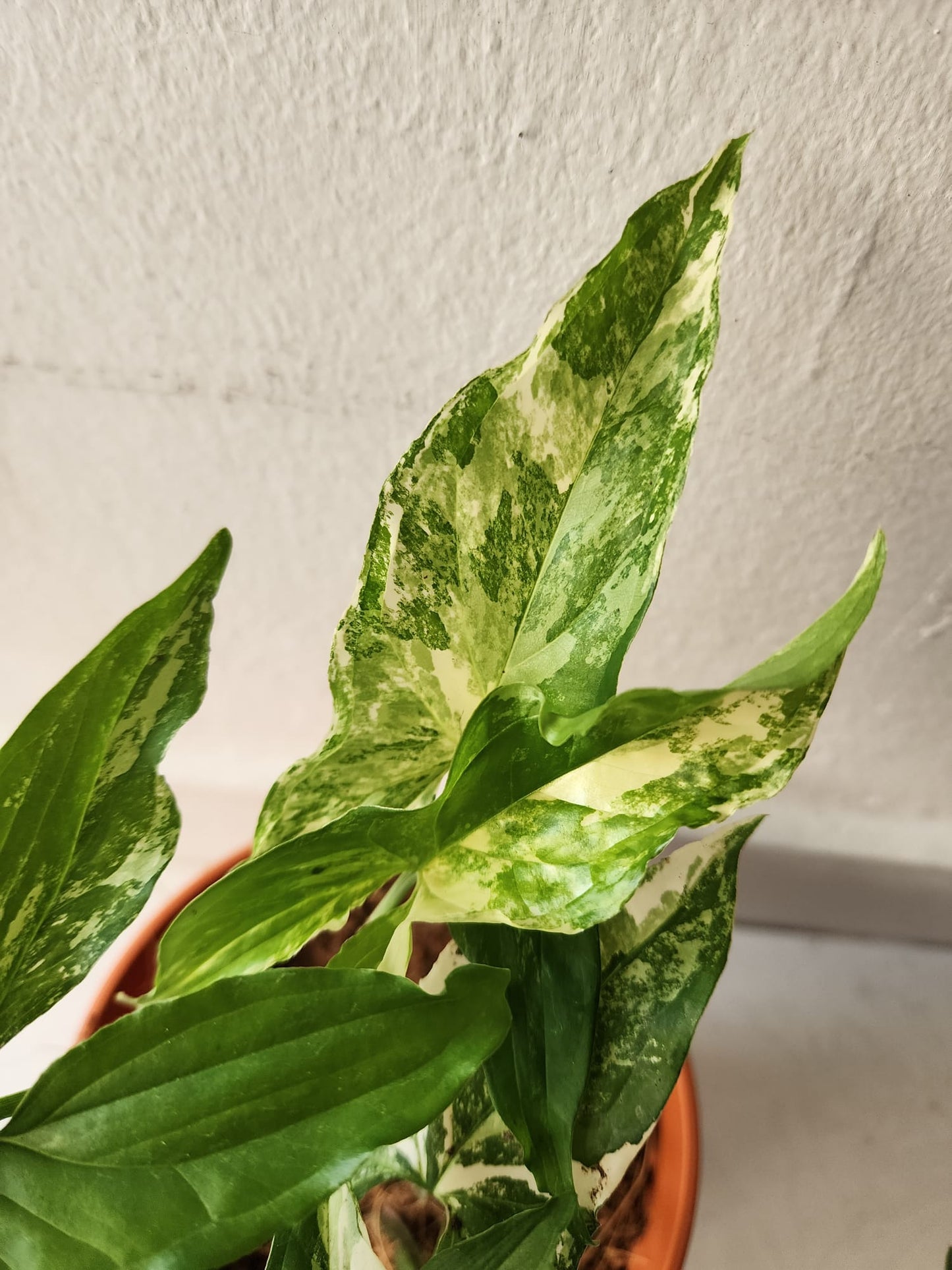 Syngonium Podophyllum Albo