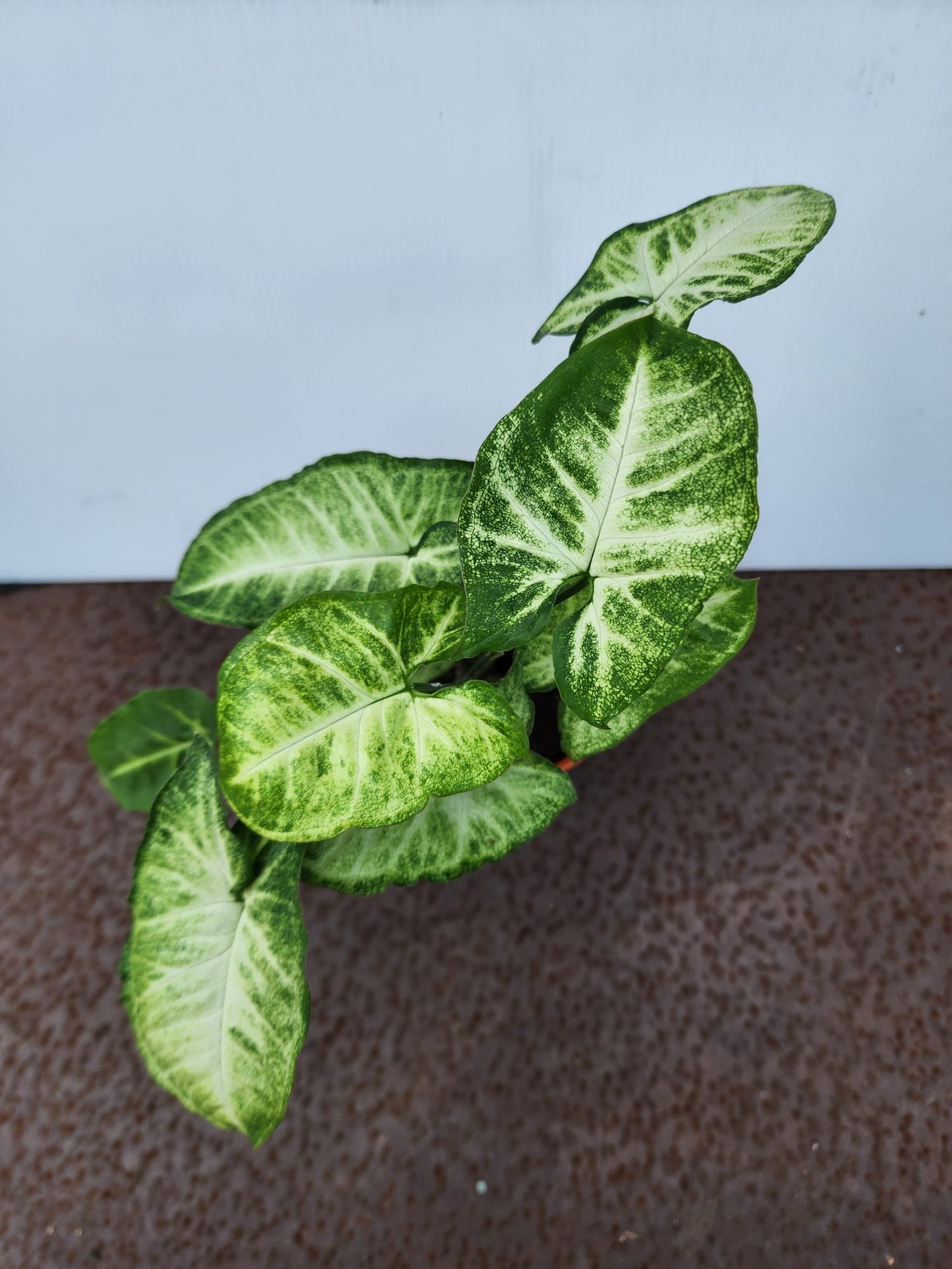 Syngonium Podophyllum (Arrowhead Plant)