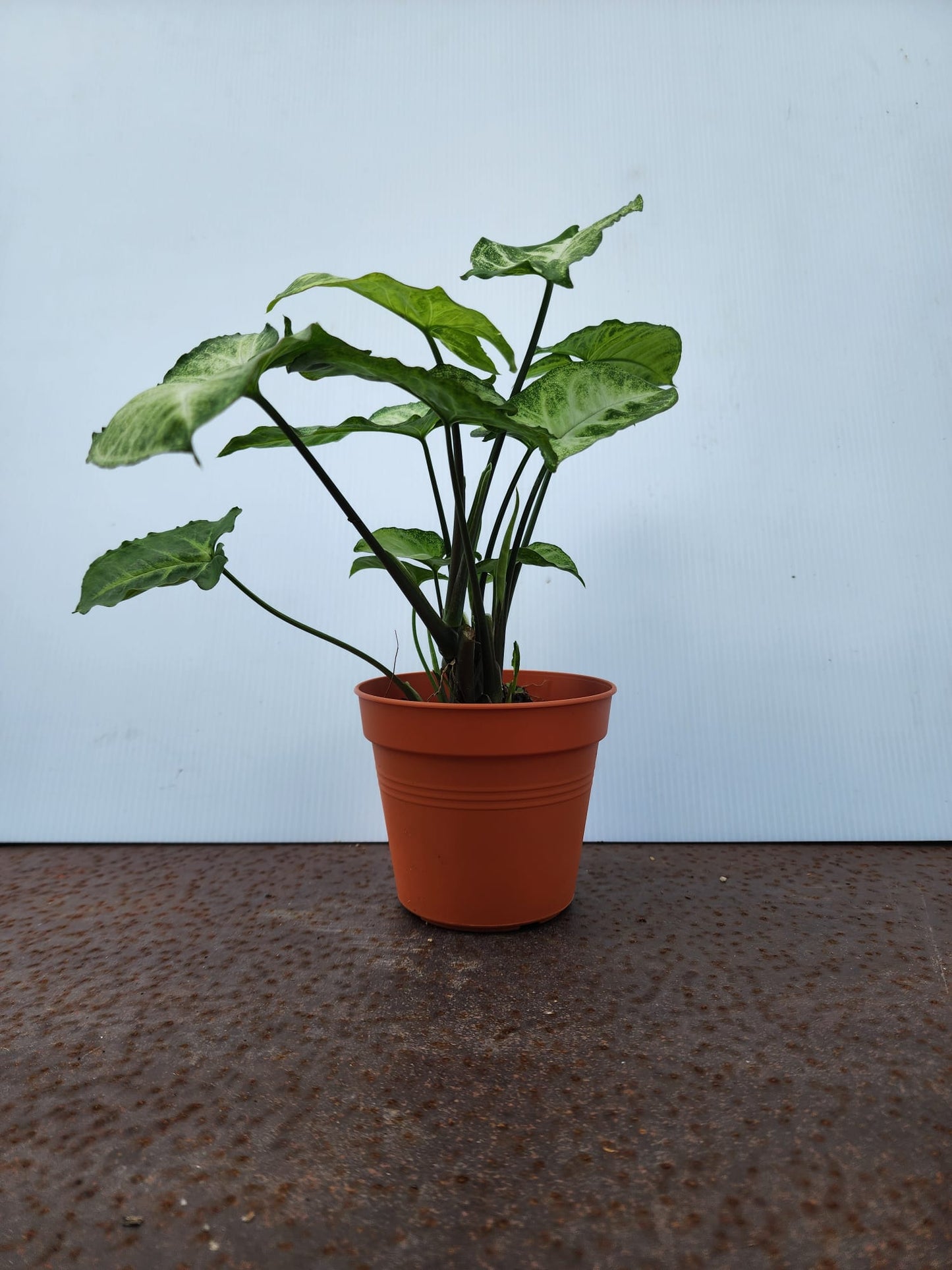 Syngonium Podophyllum (Arrowhead Plant)