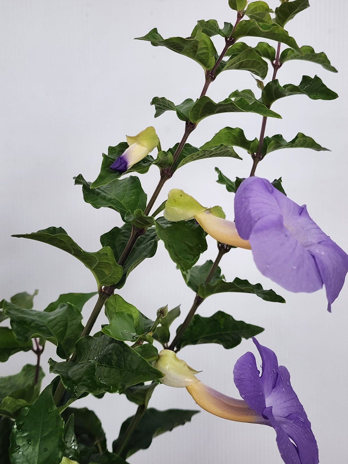 Thunbergia Erecta