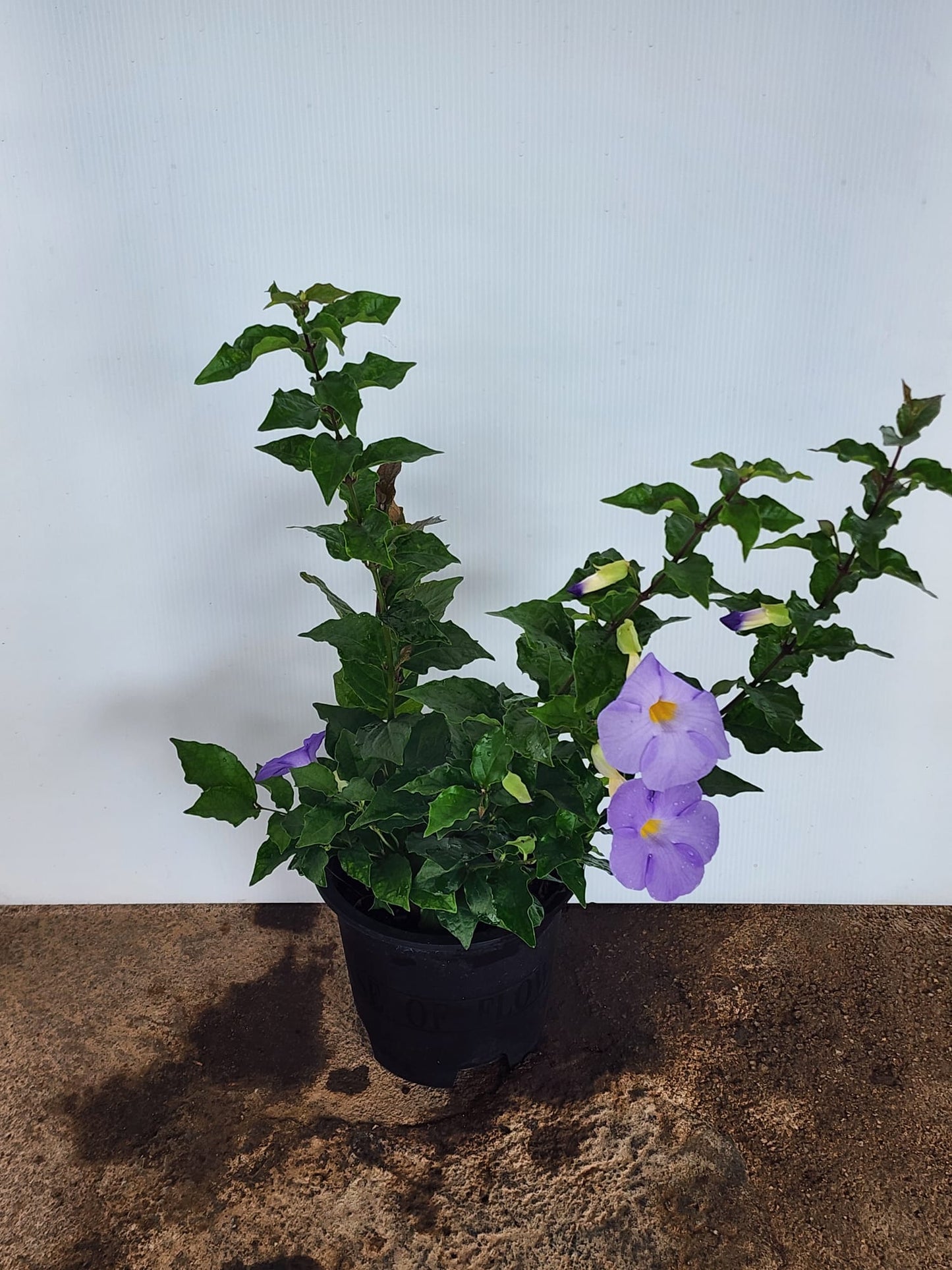 Thunbergia Erecta
