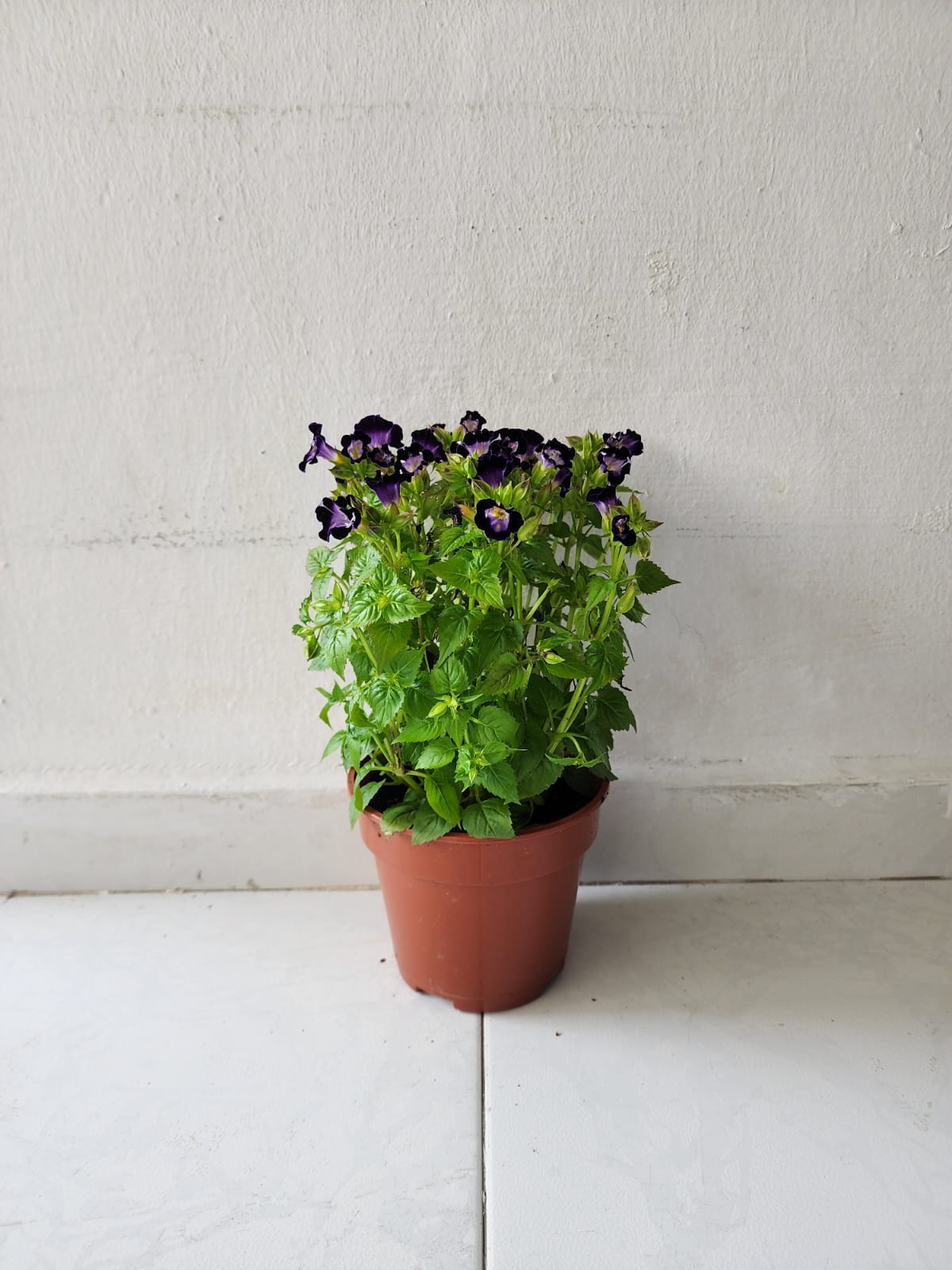 Torenia Fournieri