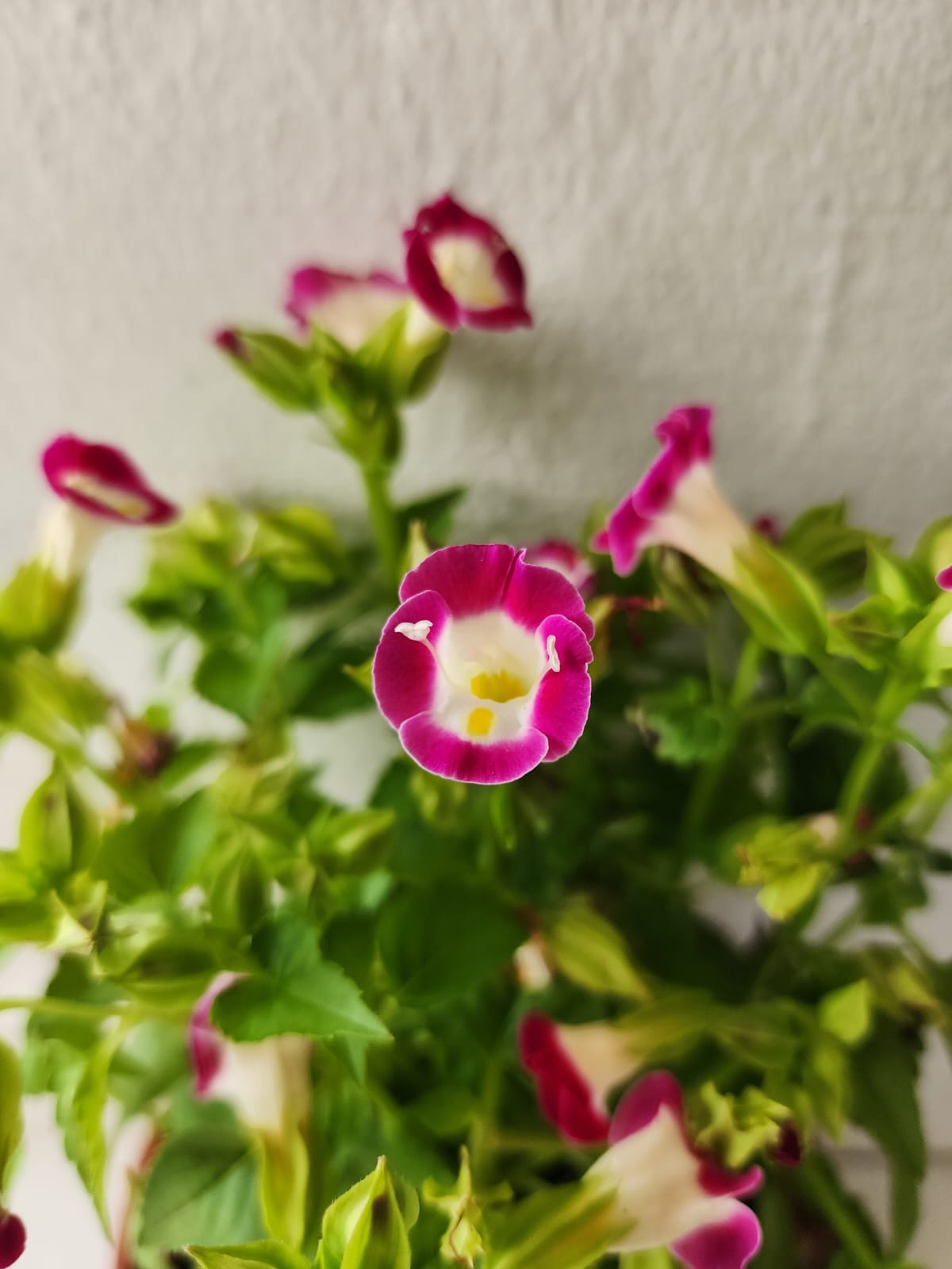 Torenia Fournieri