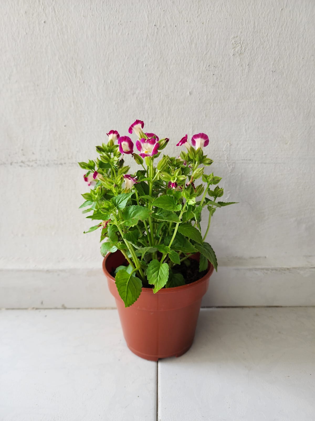 Torenia Fournieri