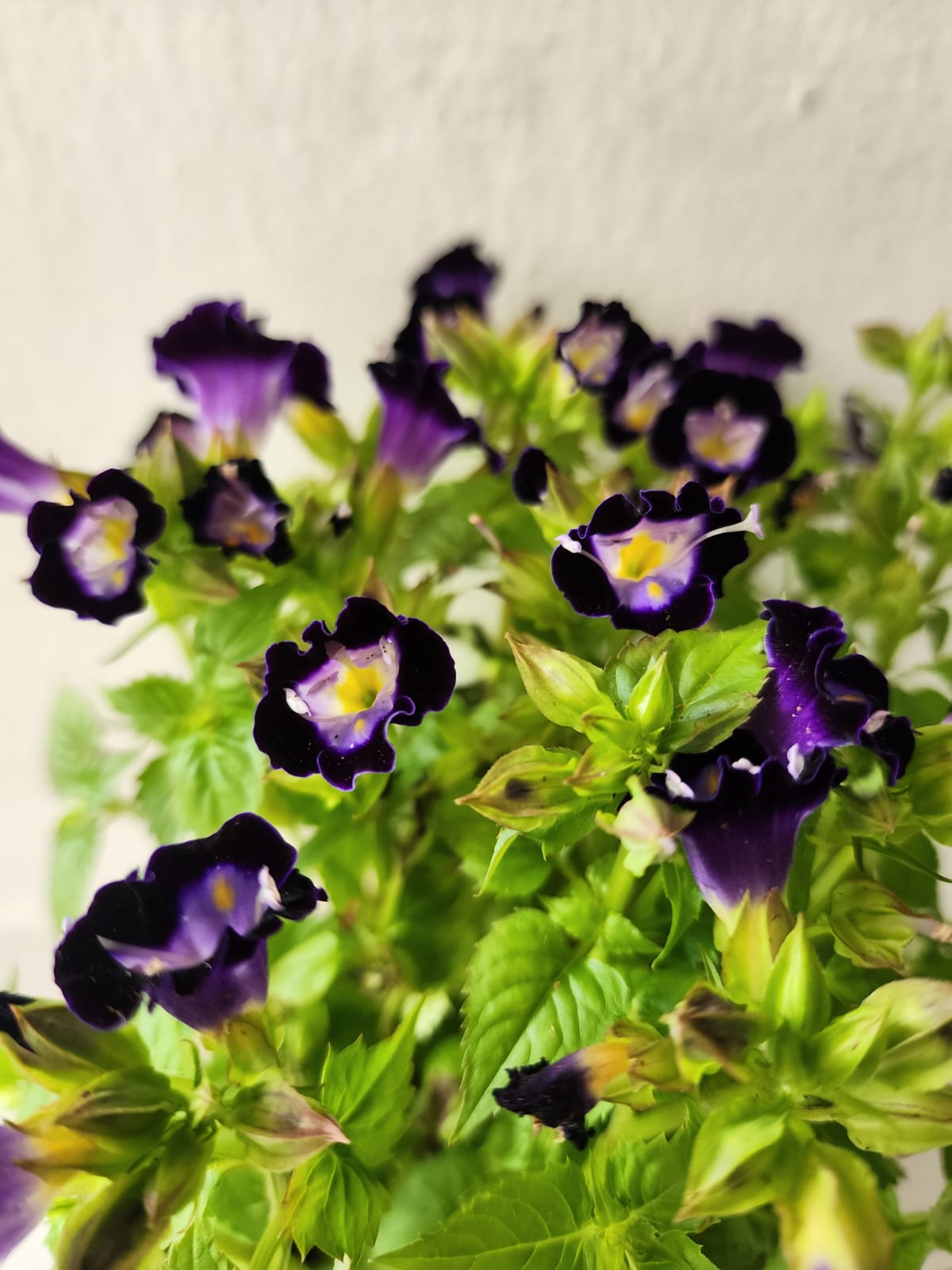 Torenia Fournieri