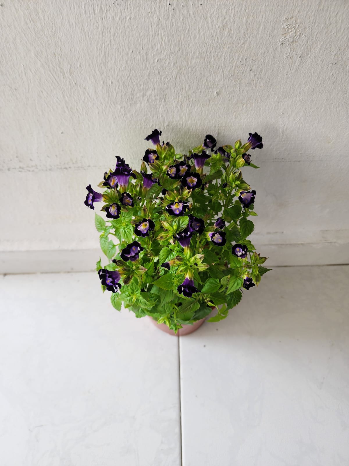 Torenia Fournieri