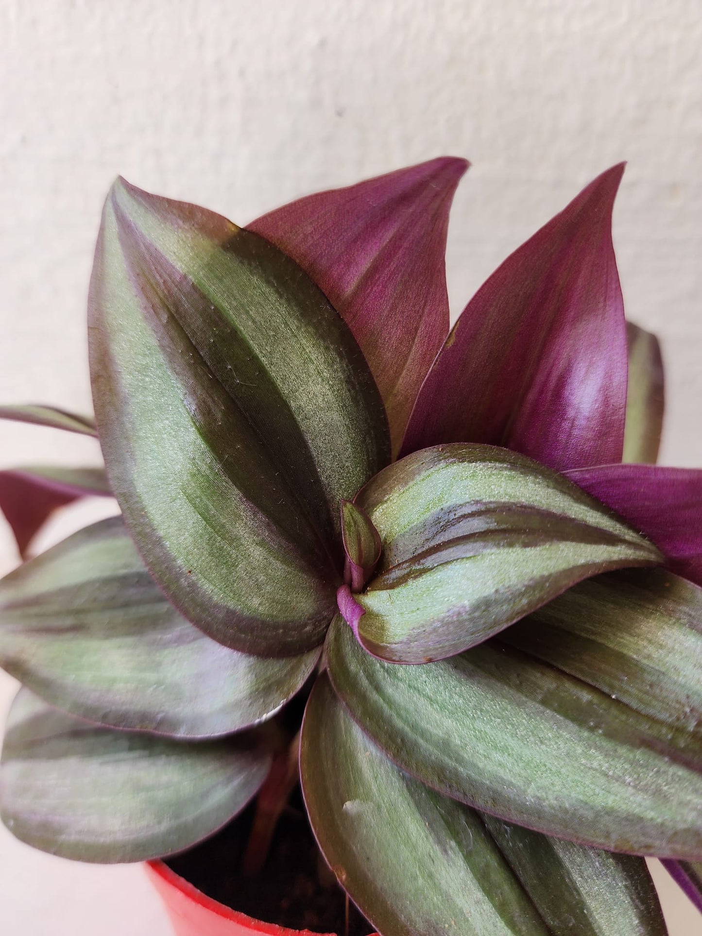 Tradescantia Zebrina
