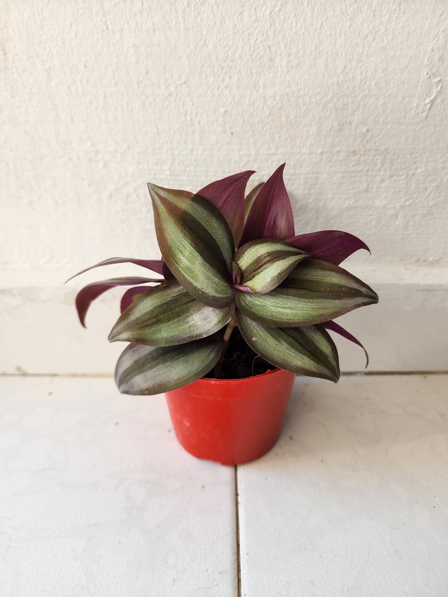 Tradescantia Zebrina