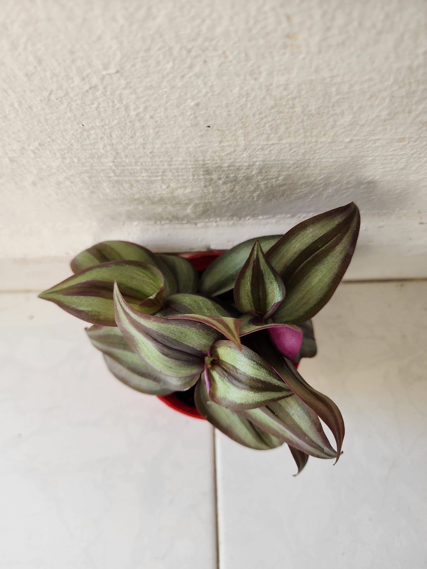 Tradescantia Zebrina