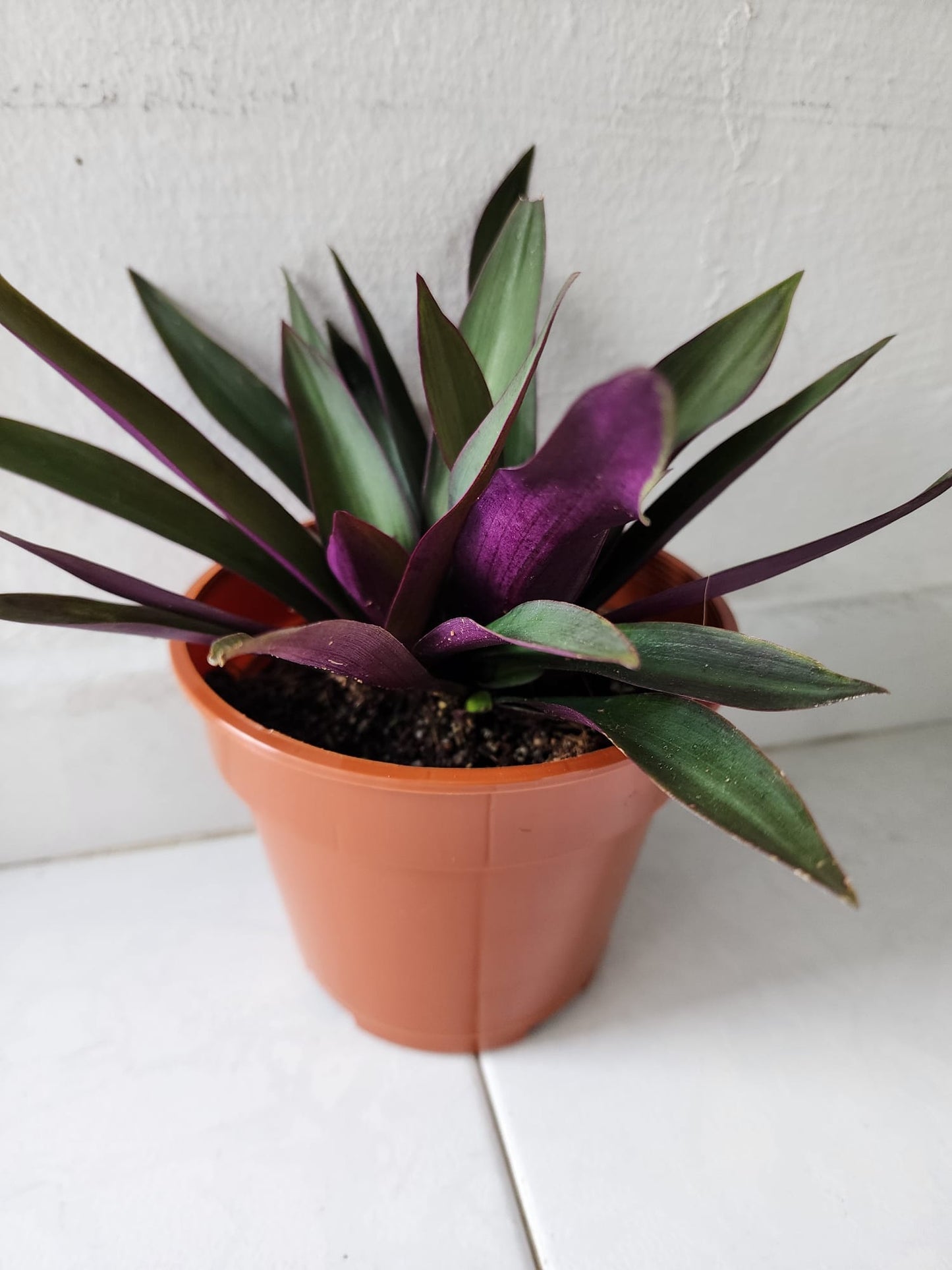 Tradescantia Spathacea