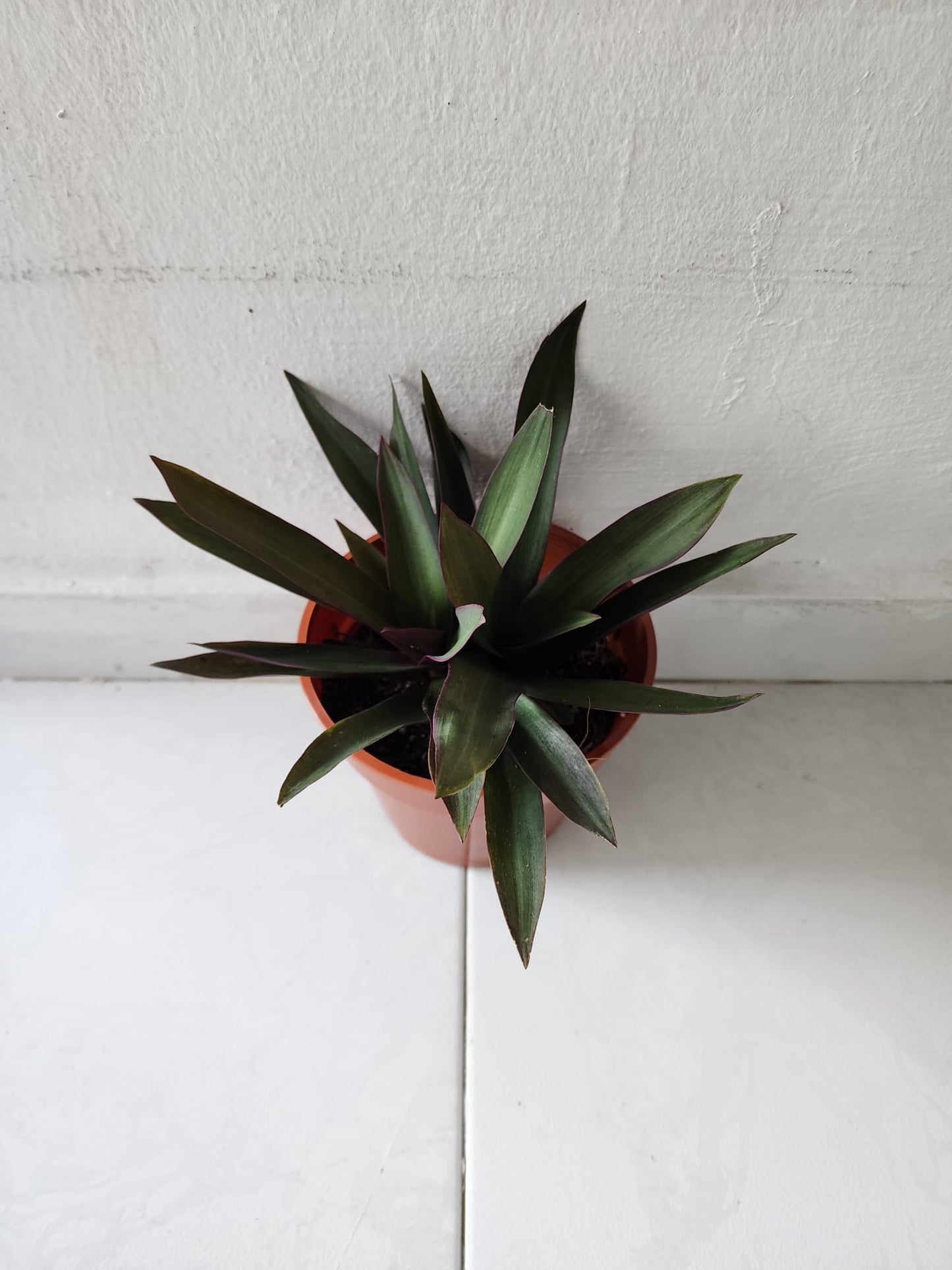 Tradescantia Spathacea