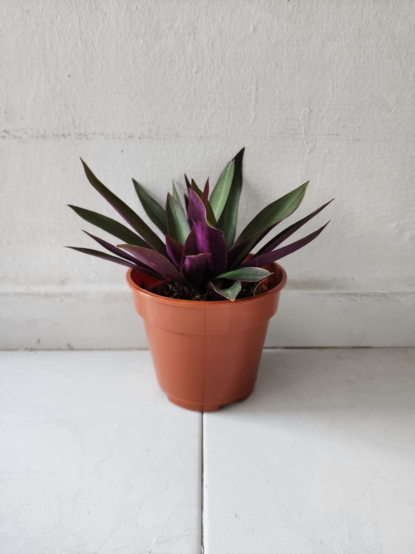 Tradescantia Spathacea