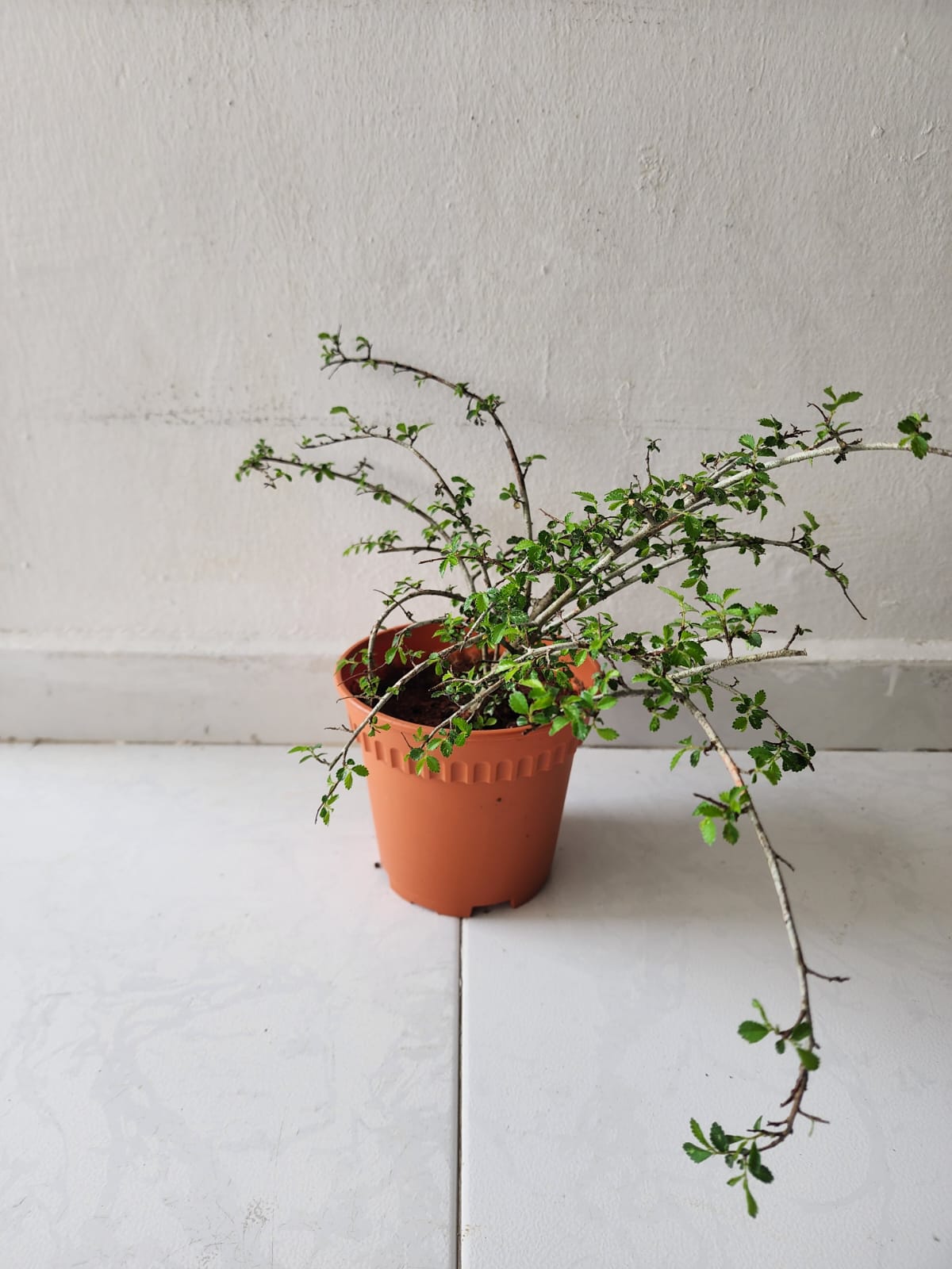 Ulmus Micro Bonsai