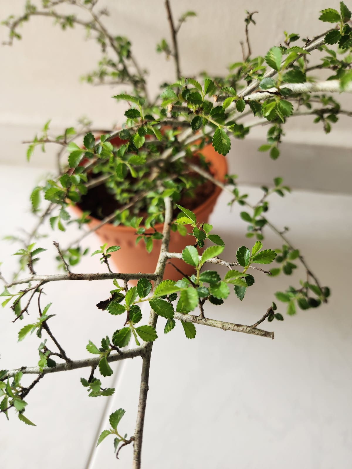 Ulmus Micro Bonsai