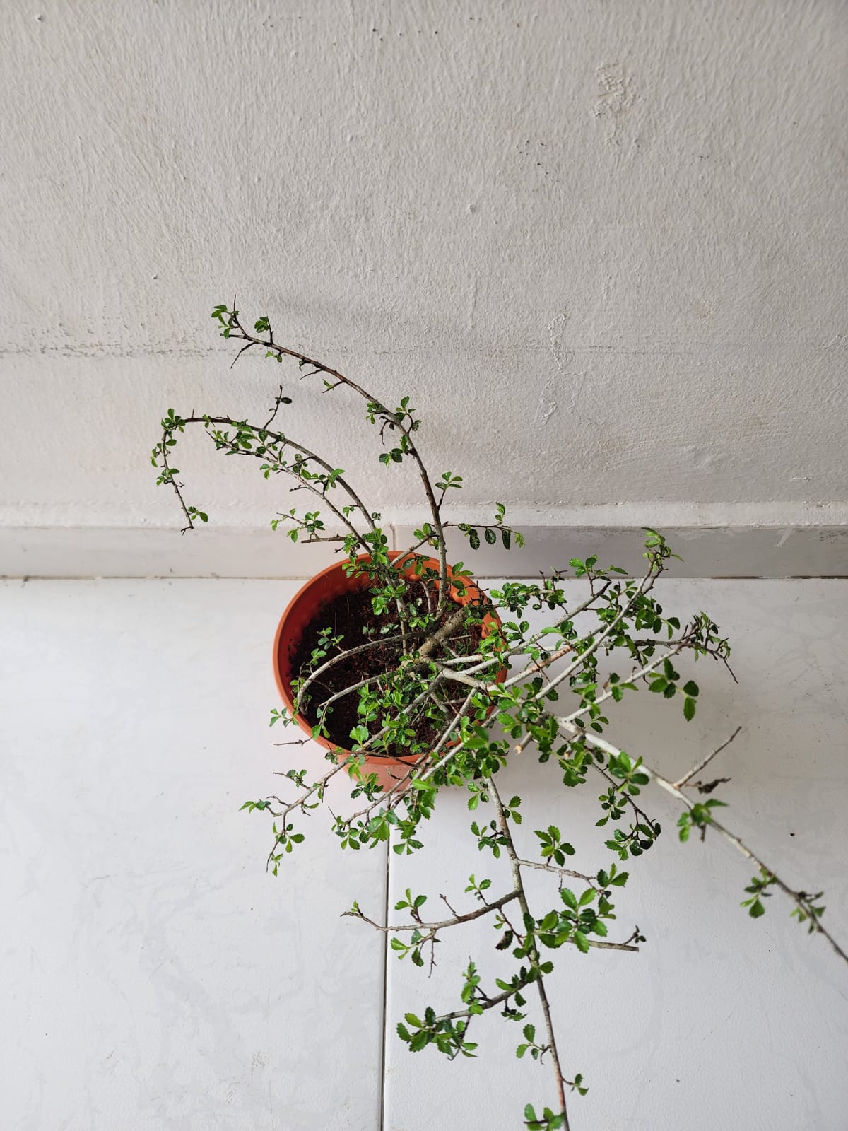 Ulmus Micro Bonsai