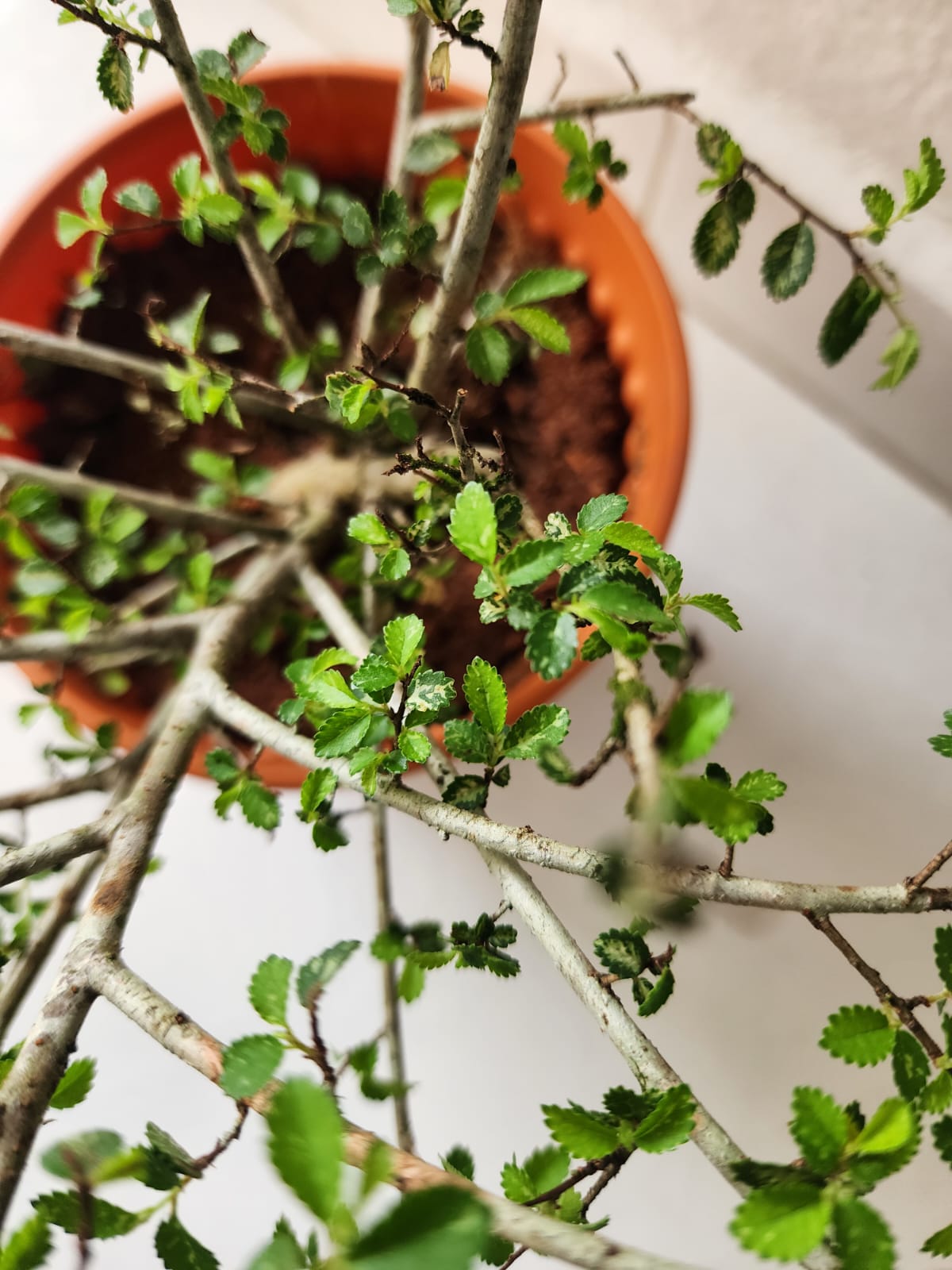 Ulmus Micro Bonsai