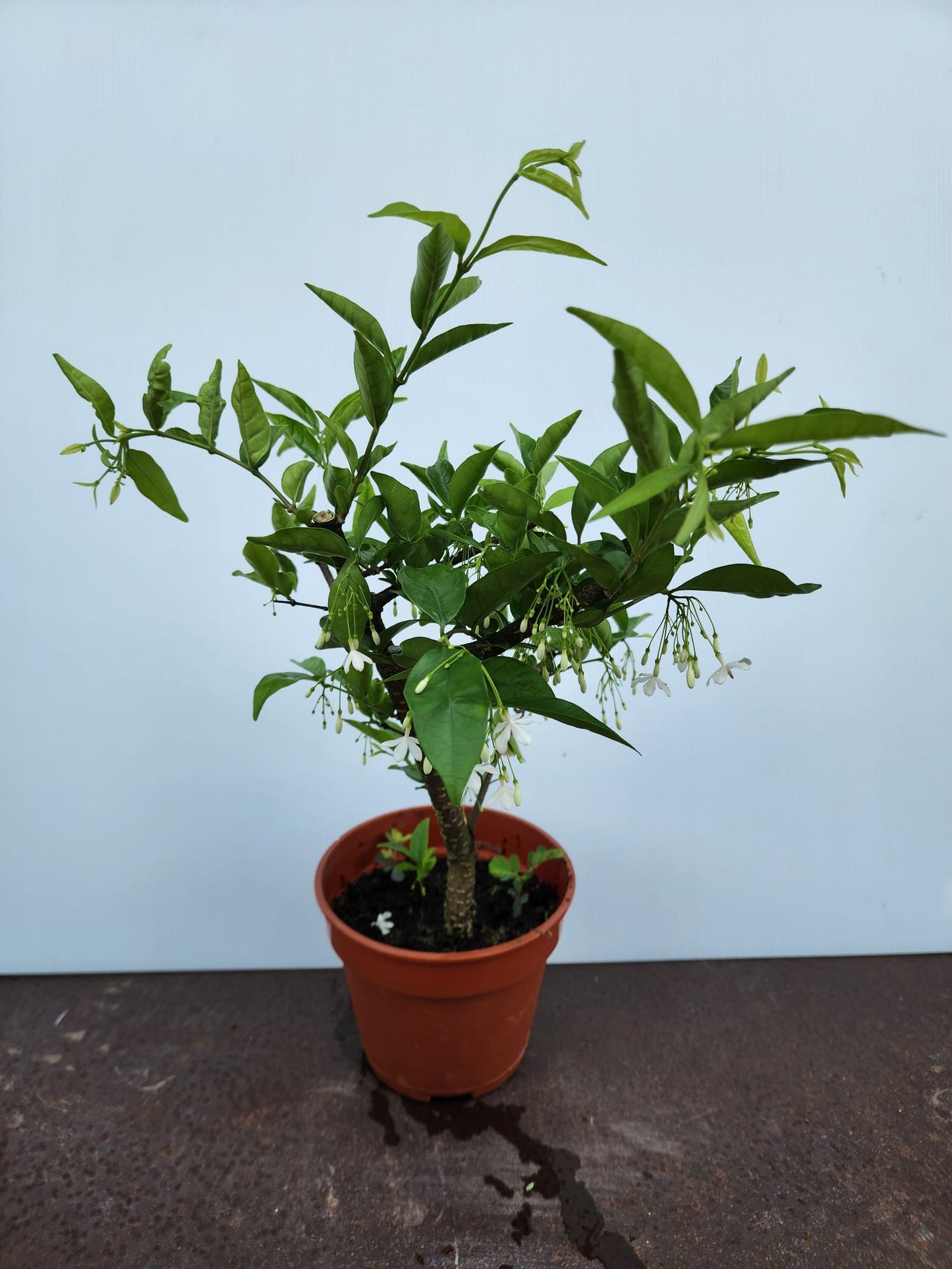 Water Jasmine (Wrightia Religiosa)