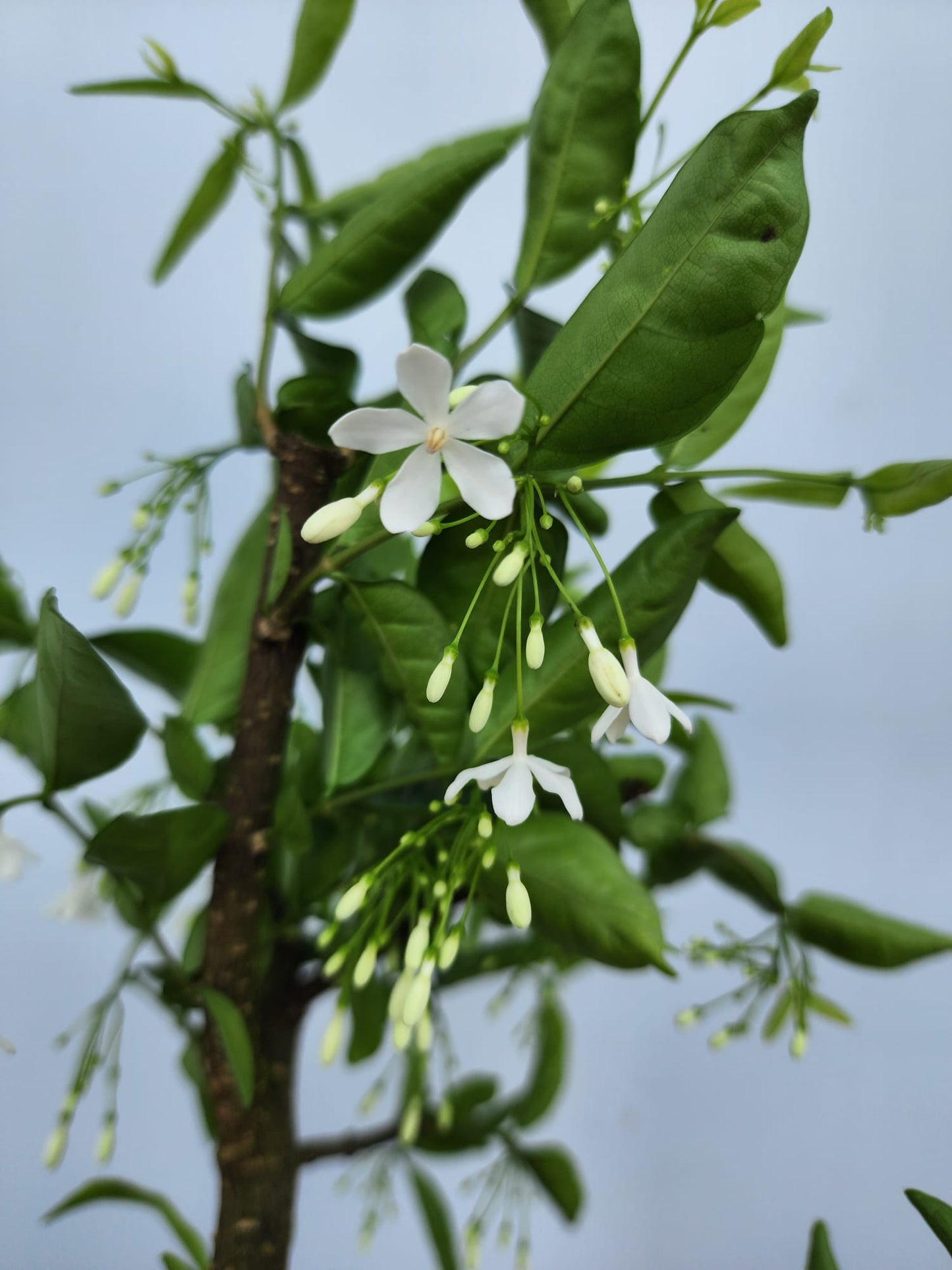 Water Jasmine (Wrightia Religiosa)