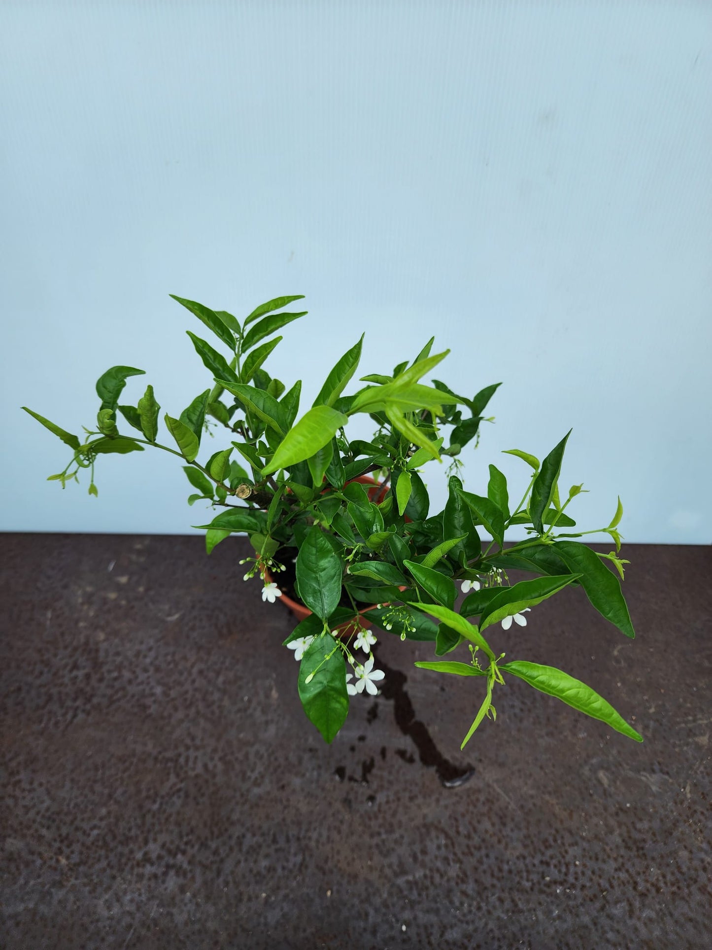 Water Jasmine (Wrightia Religiosa)