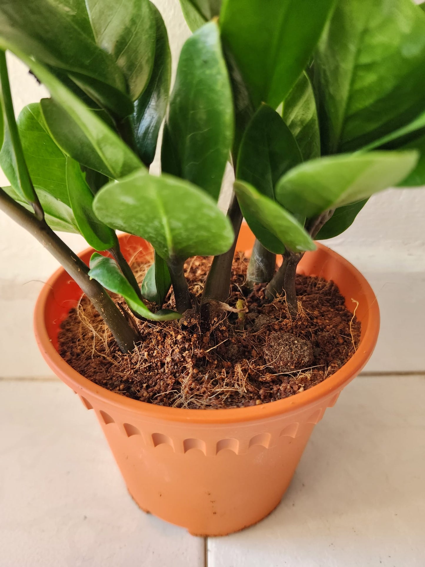 ZZ Plant