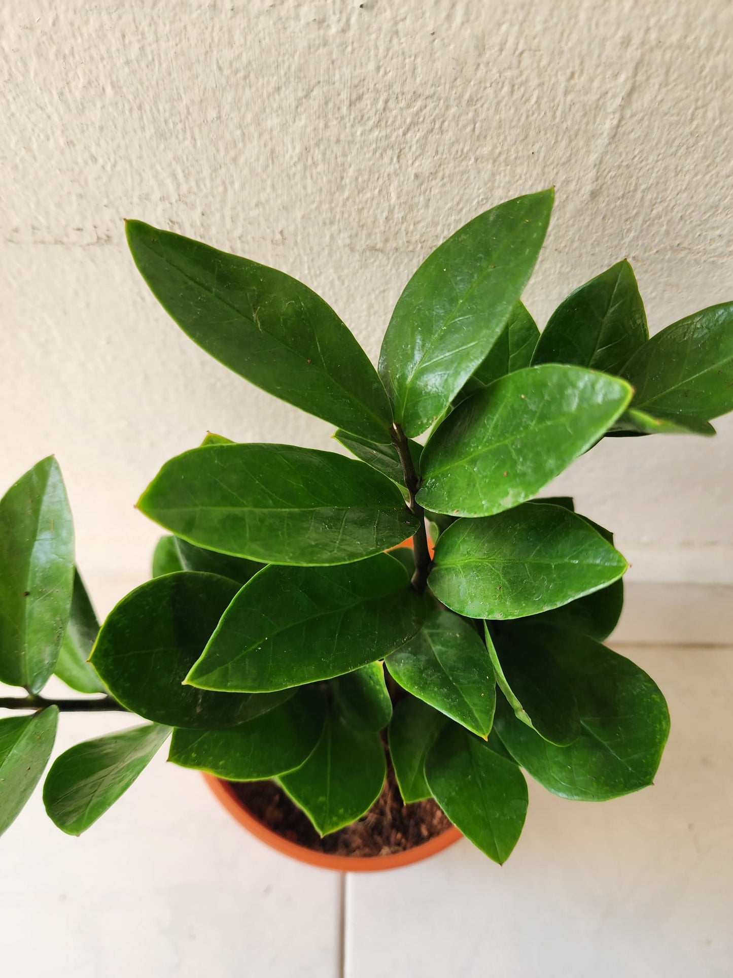 ZZ Plant