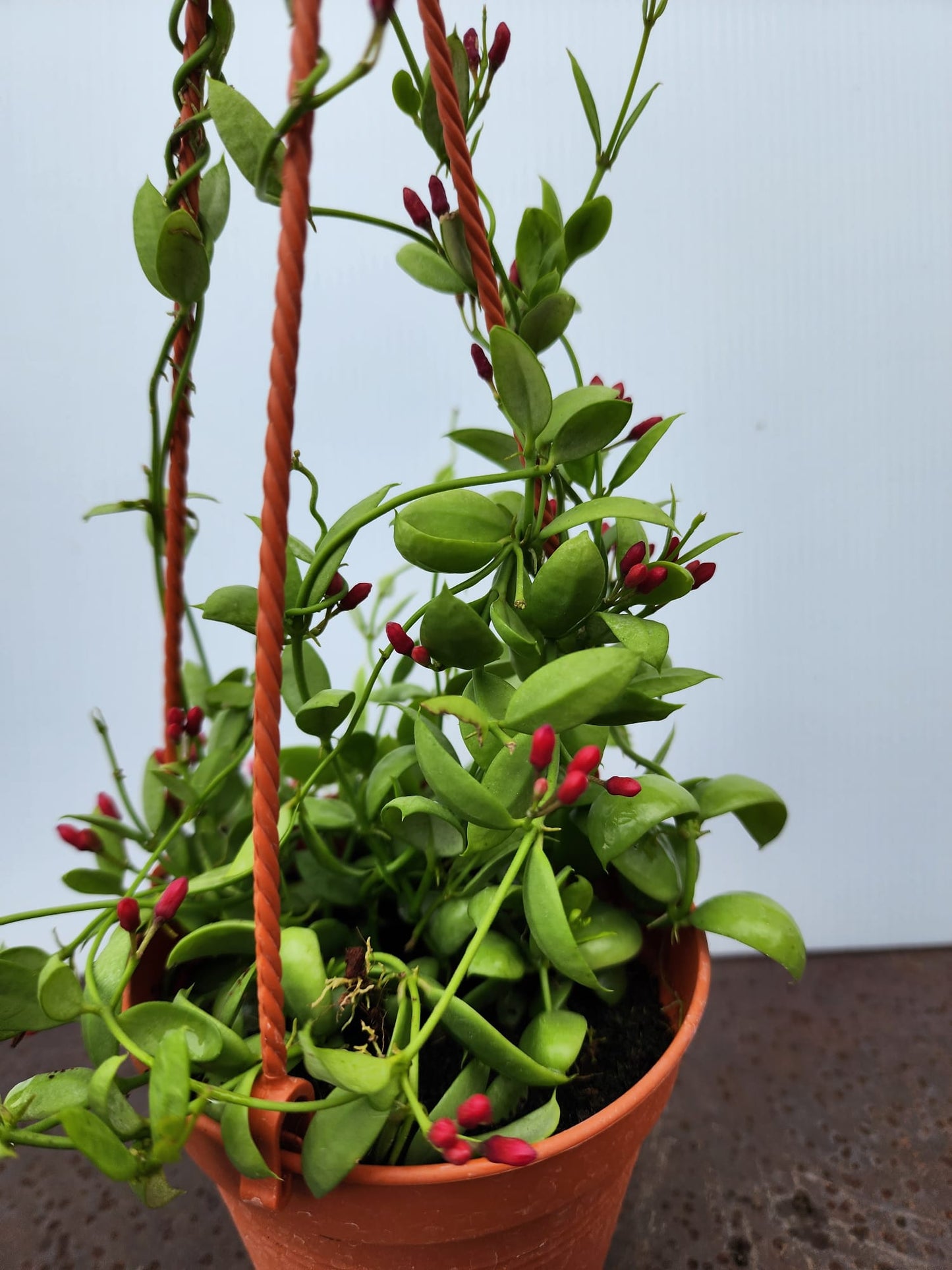 Dischidia Pectinoides (Ant Plant)
