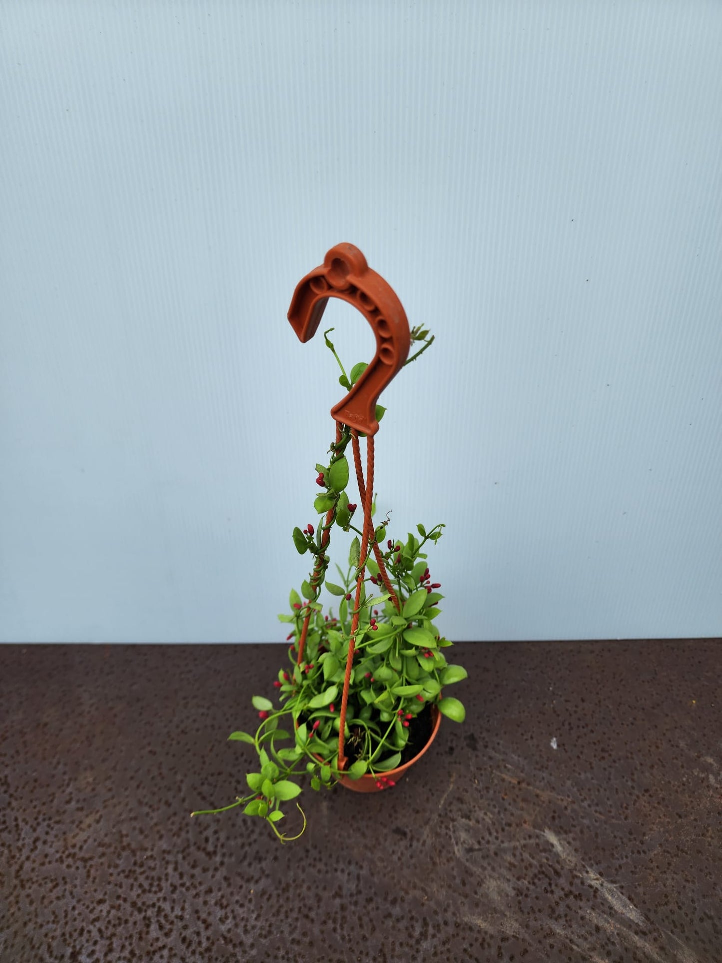 Dischidia Pectinoides (Ant Plant)