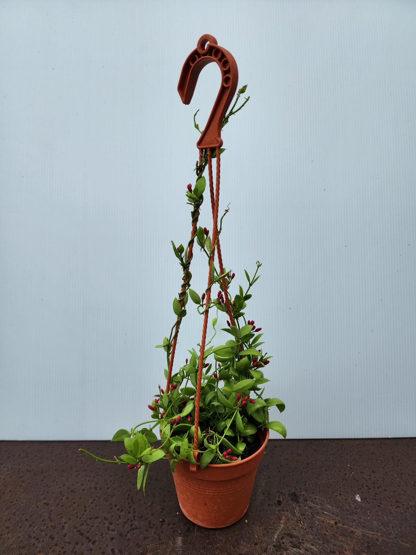 Dischidia Pectinoides (Ant Plant)