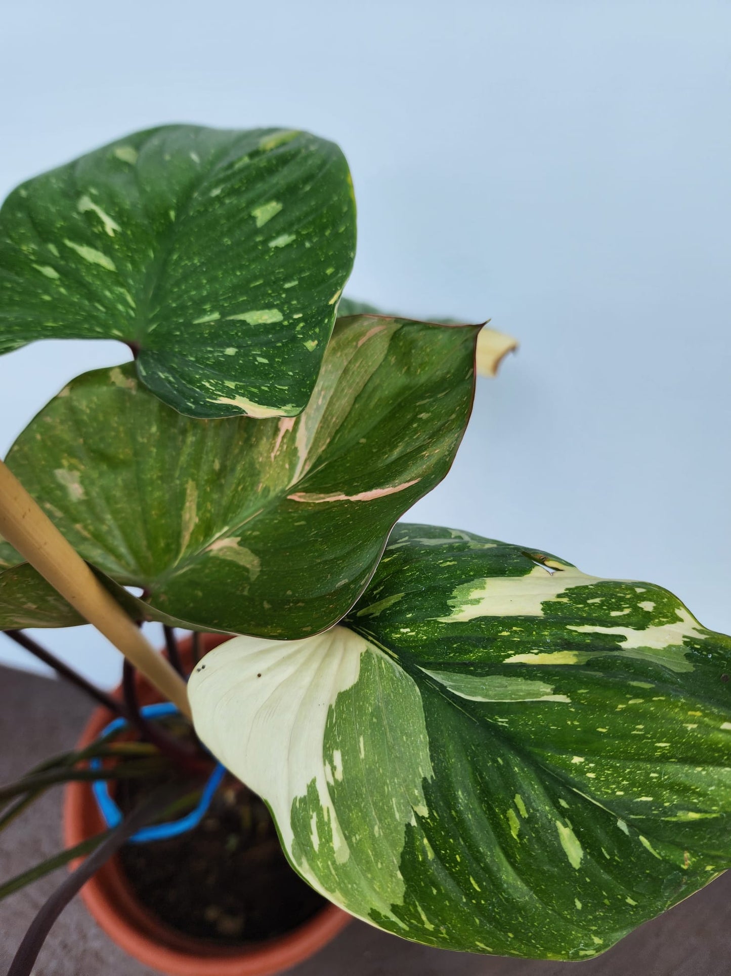 Homalomena Rubescens Variegated Pink Splash