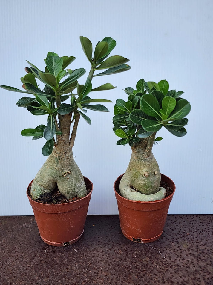 Adenium (Desert Roses) L – Shi Sheng Plant