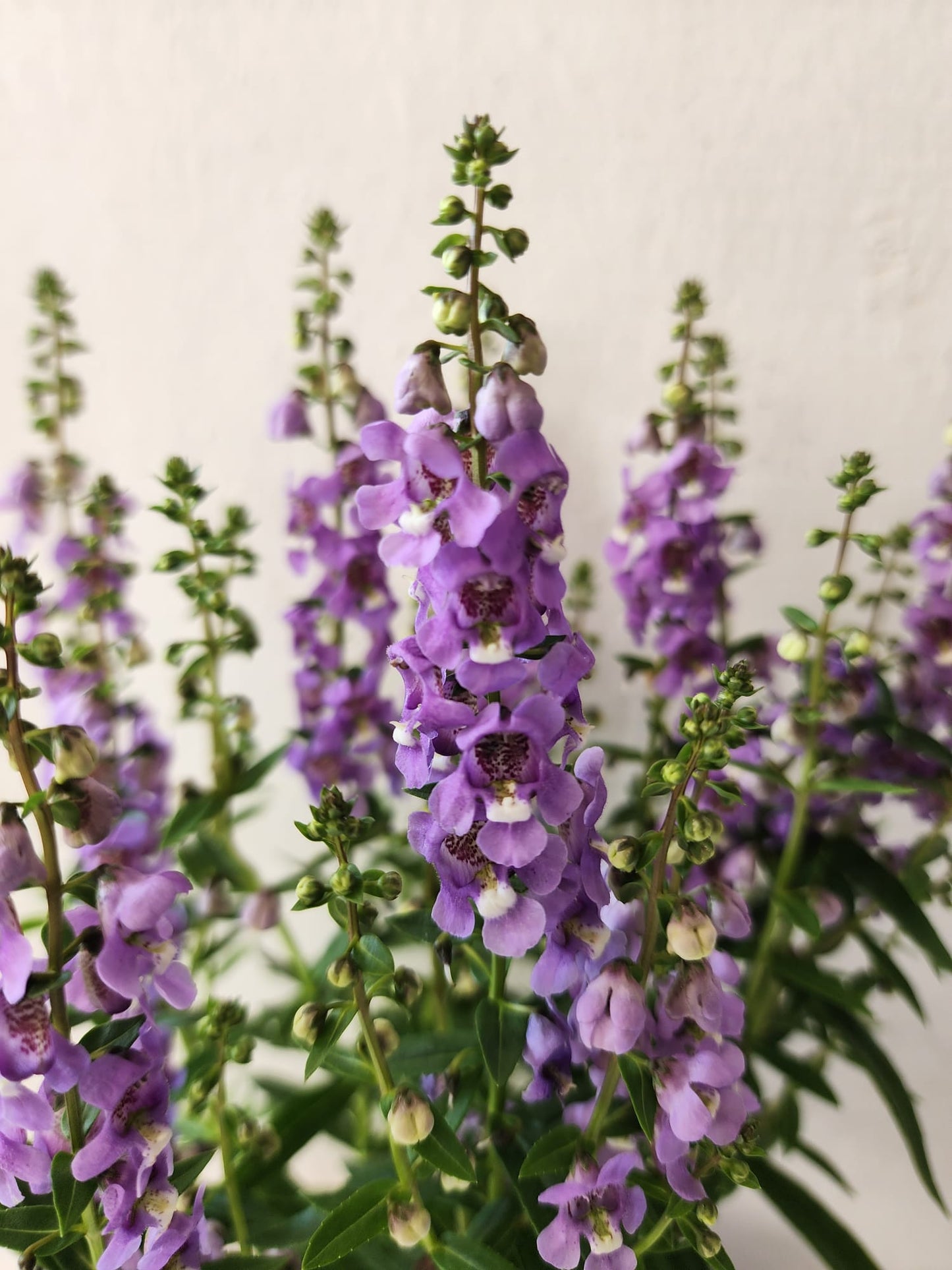 Angelonia