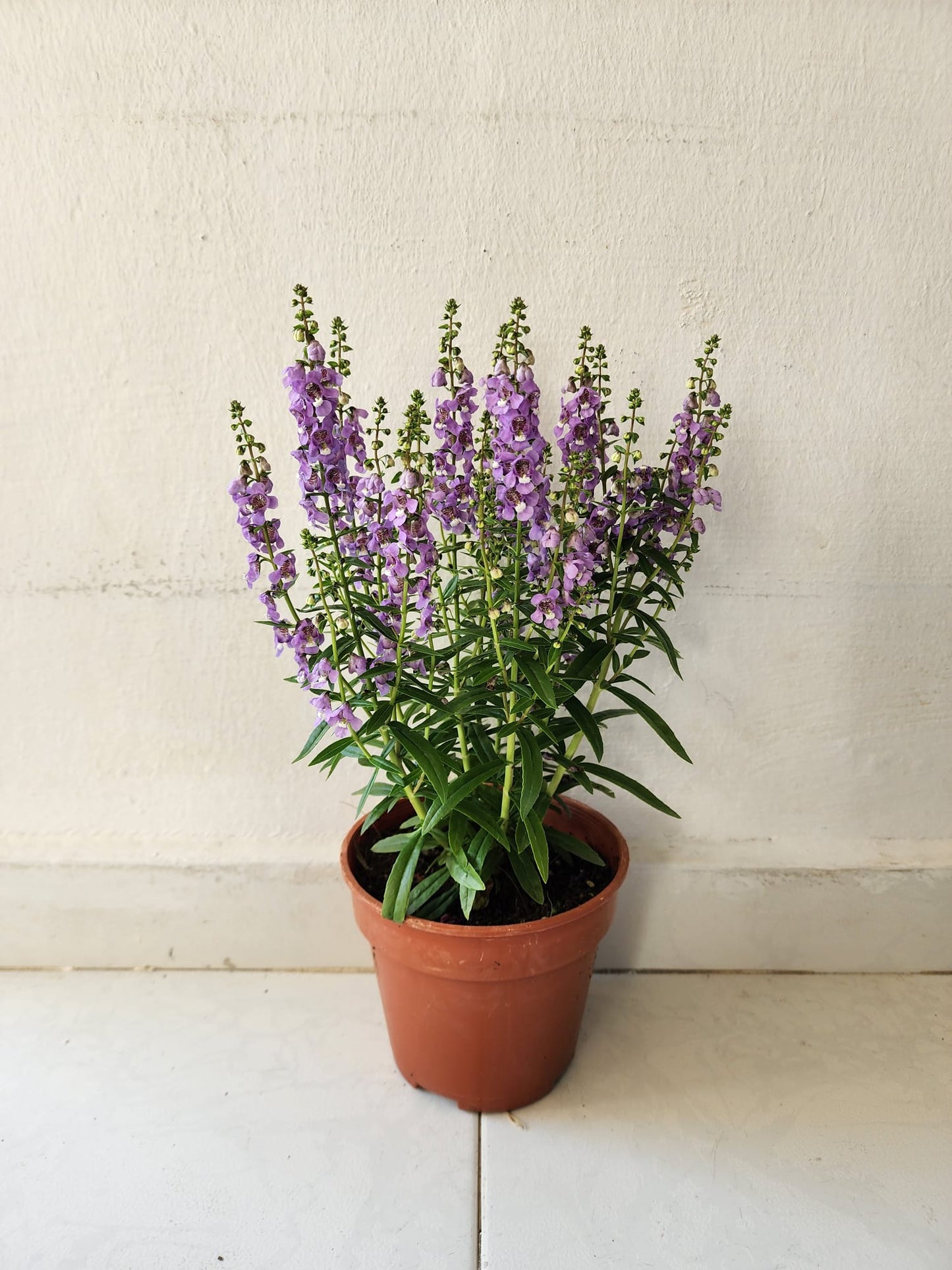 Angelonia