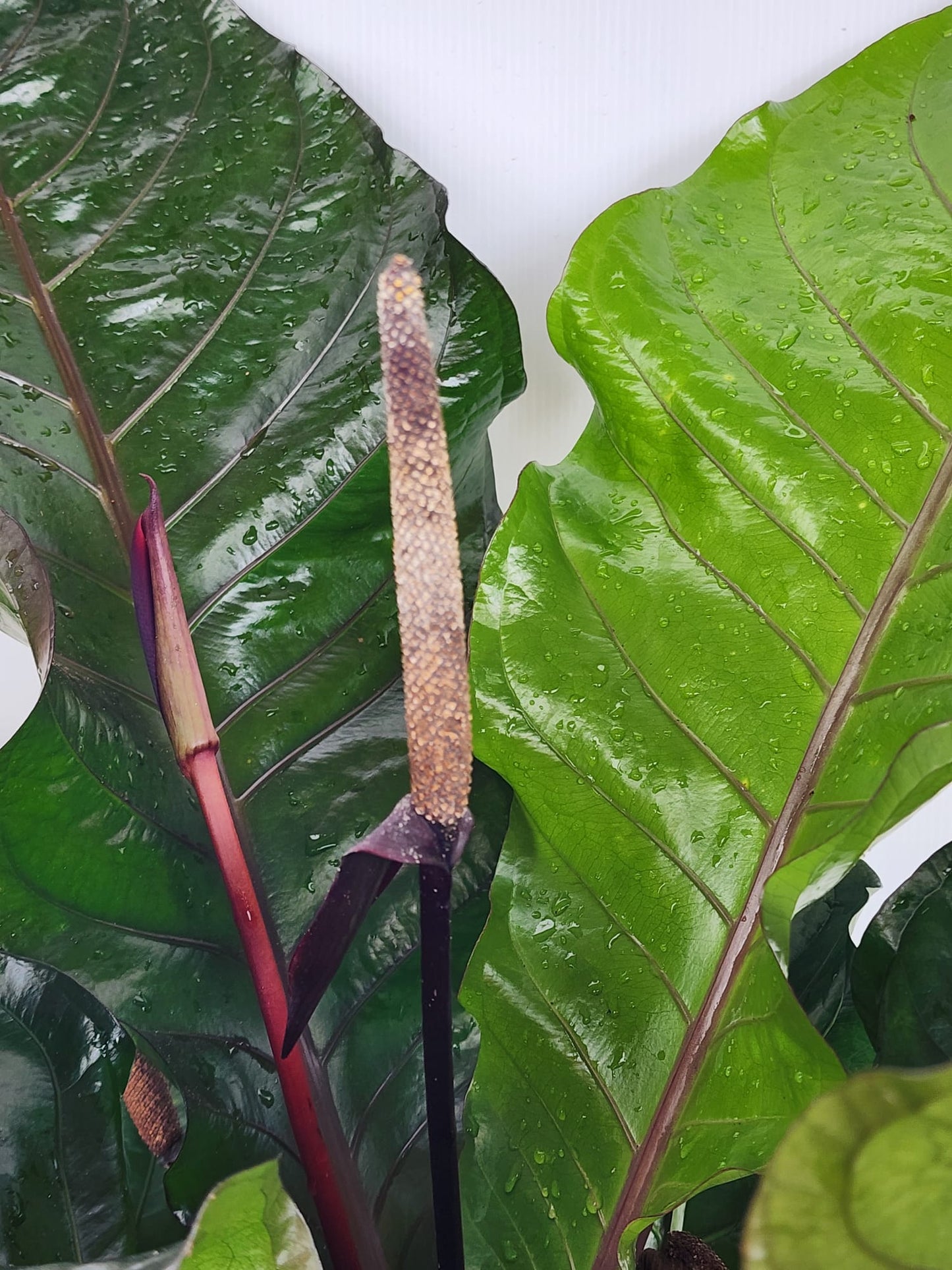 Anthurium Hookeri (L)