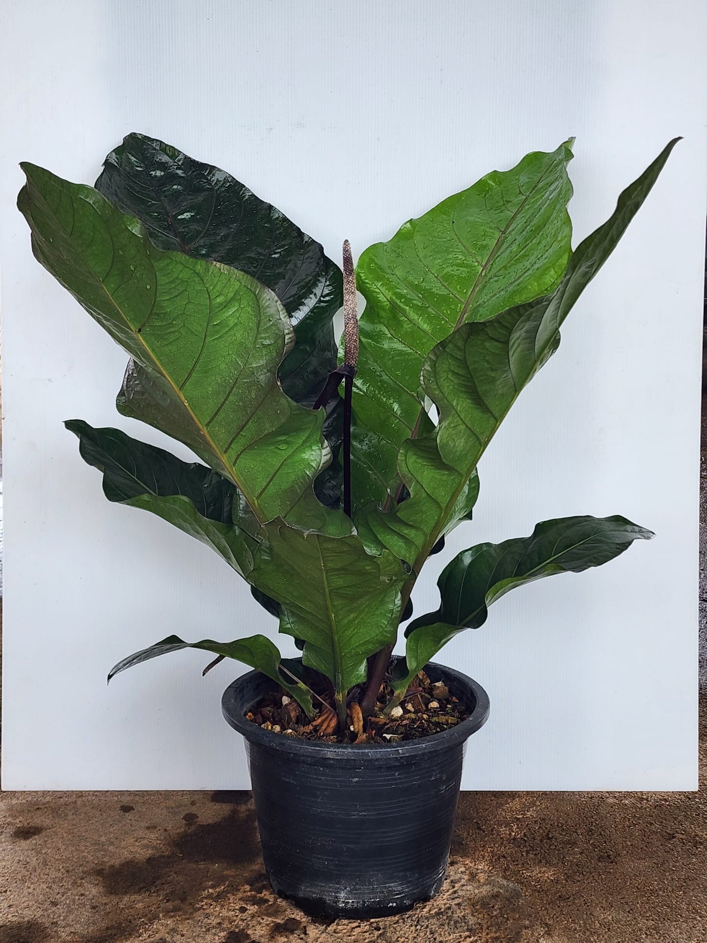 Anthurium Hookeri (L)